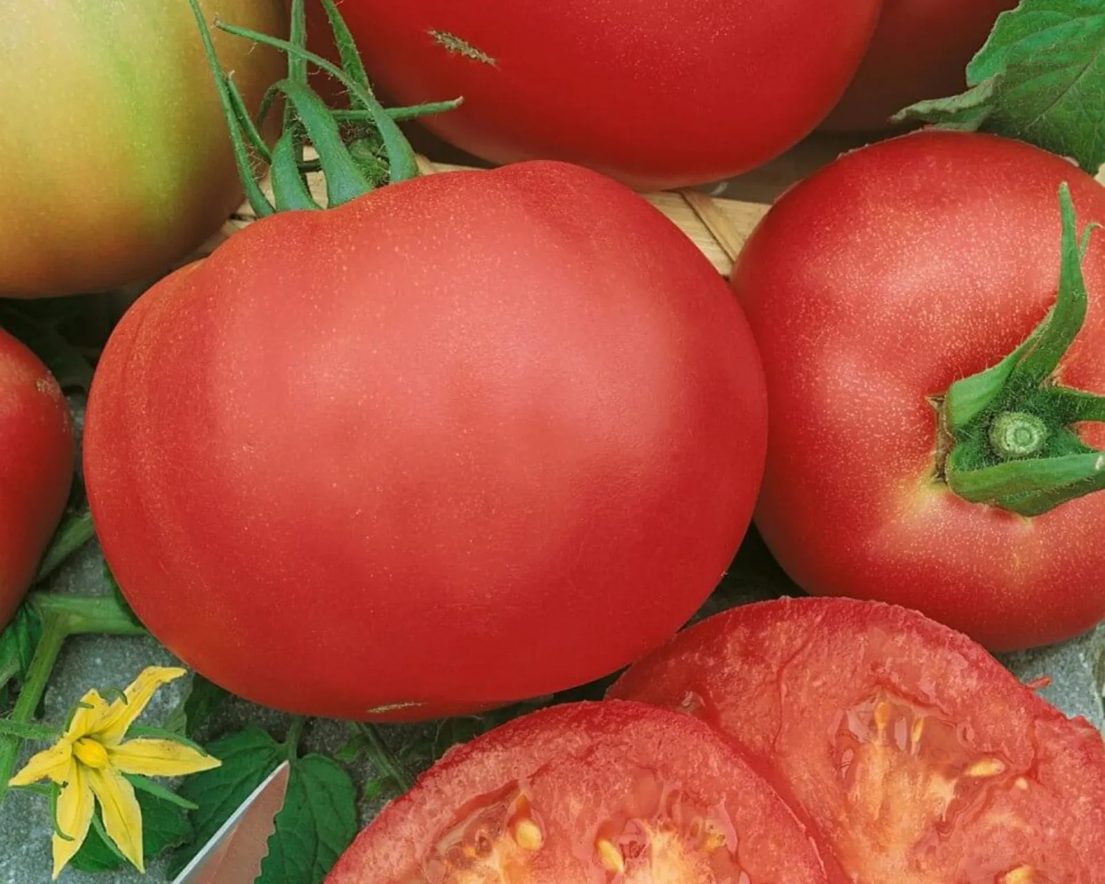 Marianna's Peace Tomatoes
