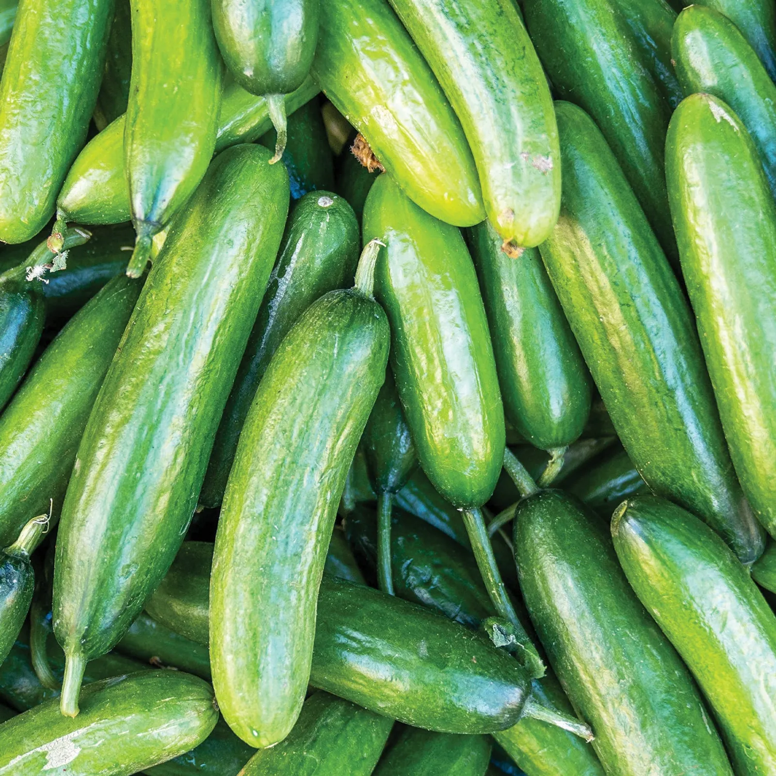 Marketer Cucumbers