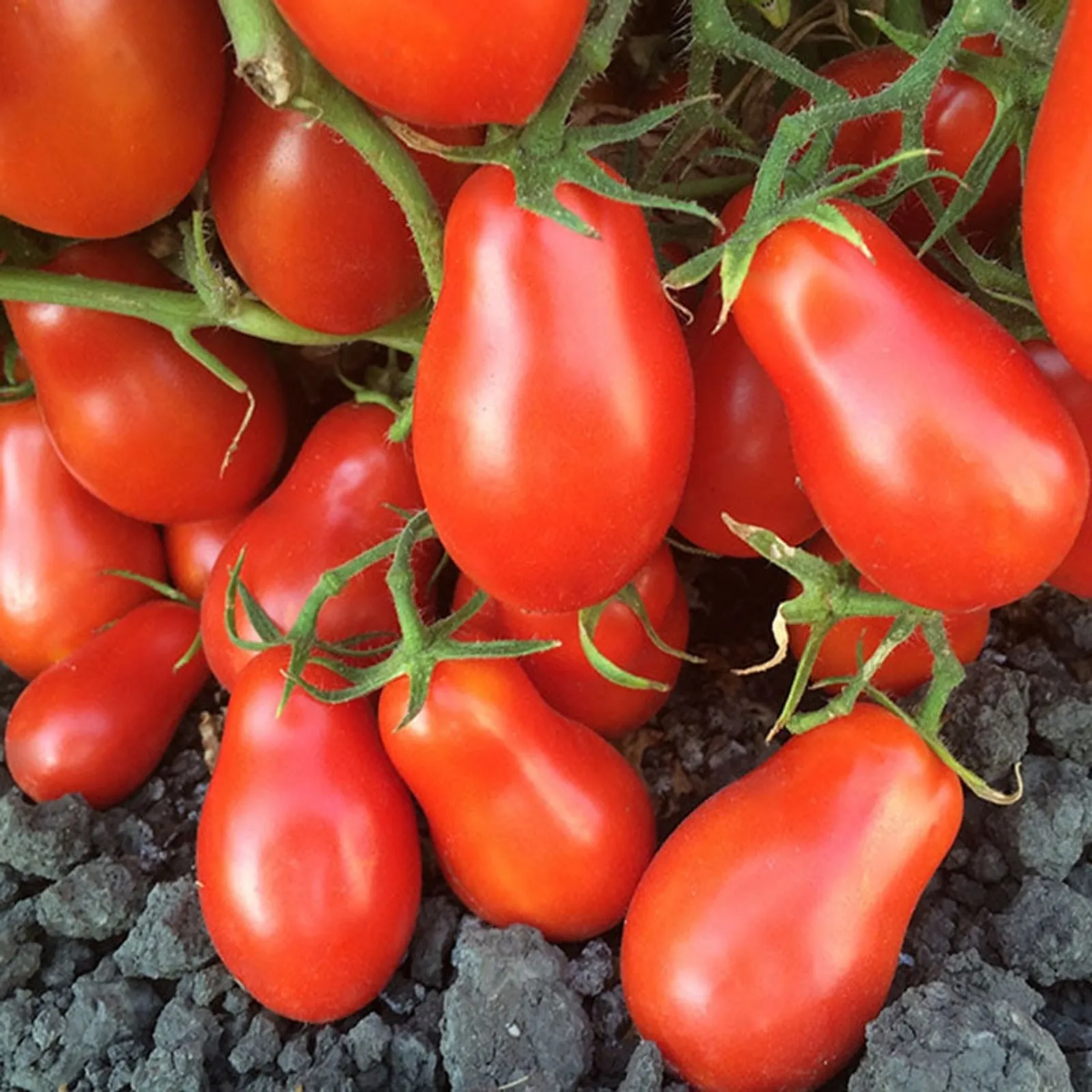 Martino's Roma Tomatoes