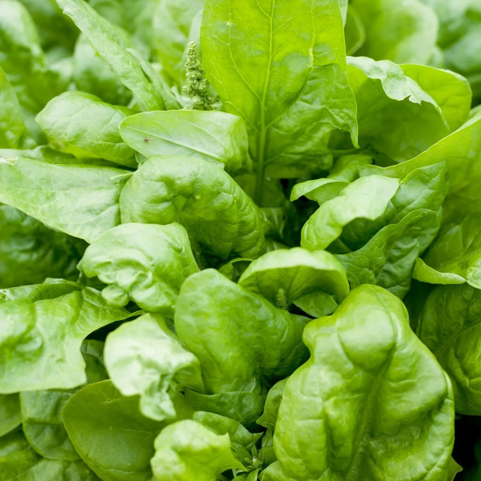 Matador Spinach