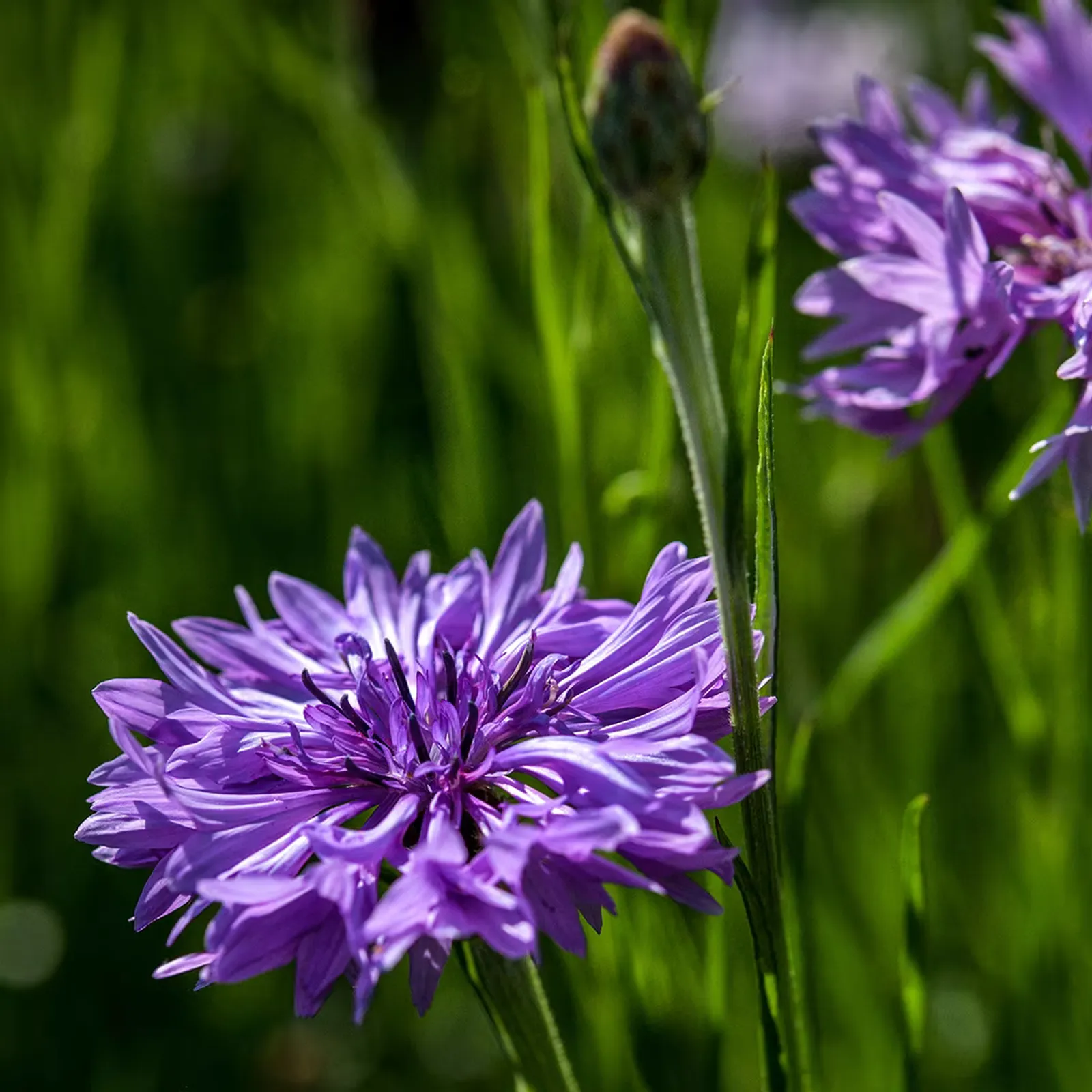 Mauve Lady Cornflower