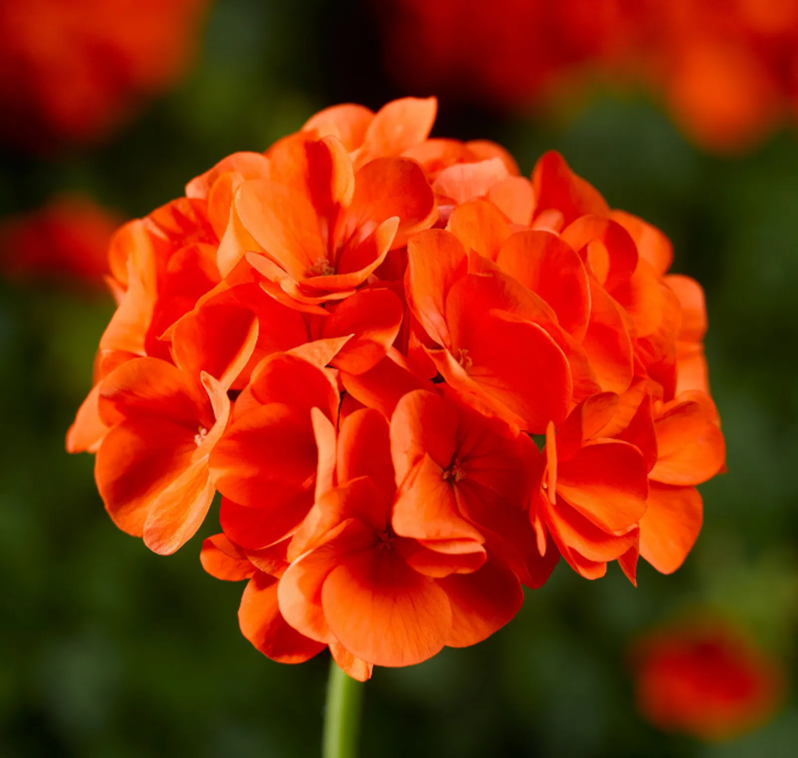 Maverick Orange Geranium