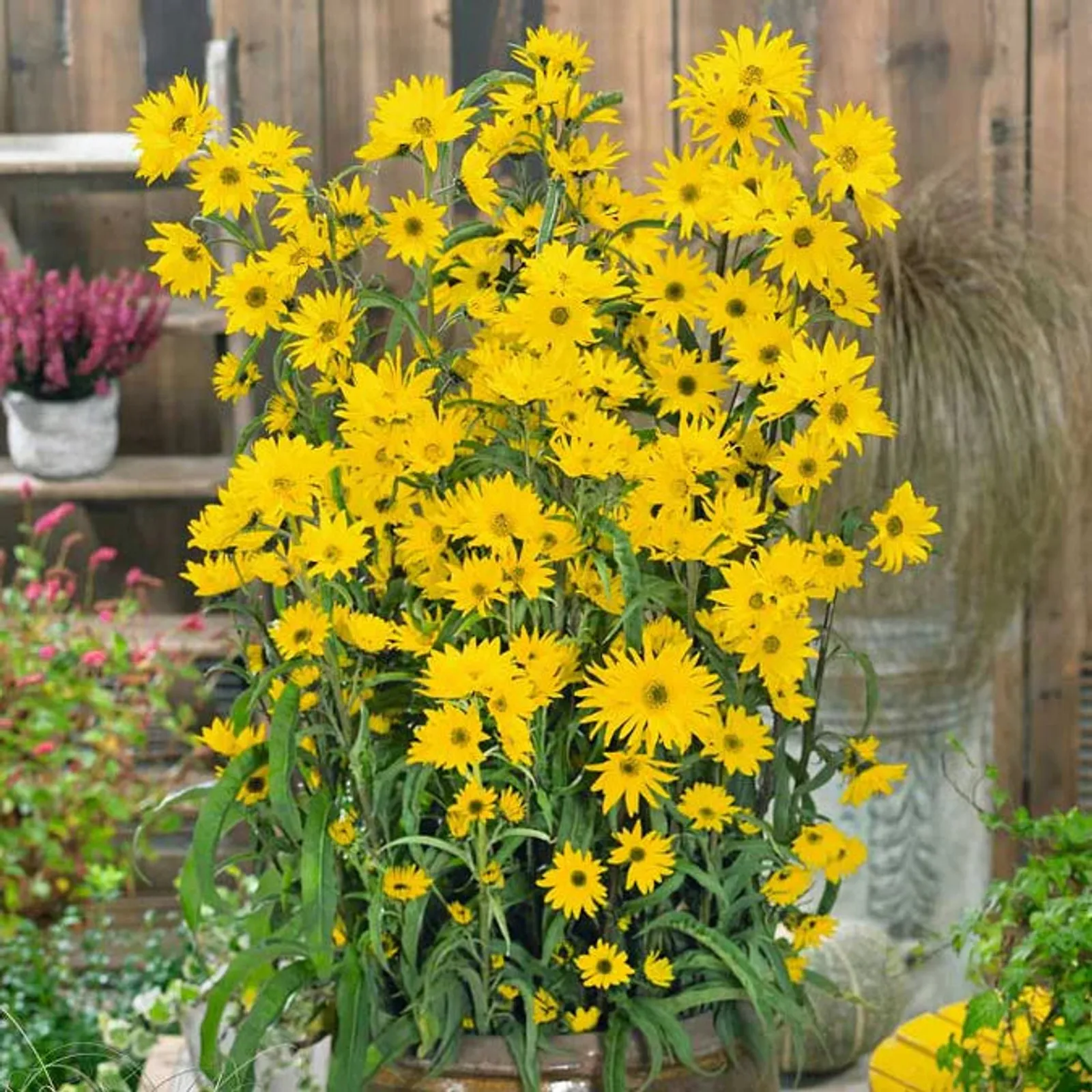 Maximilian Sunflower