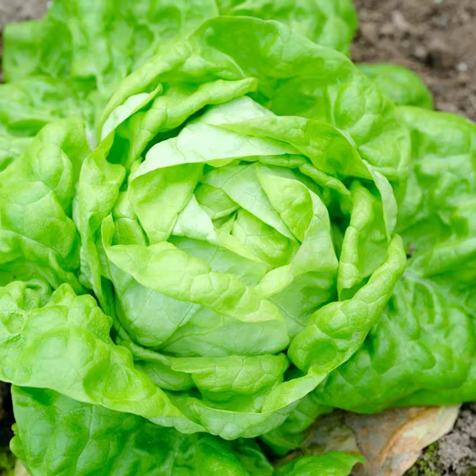 May Queen Lettuce