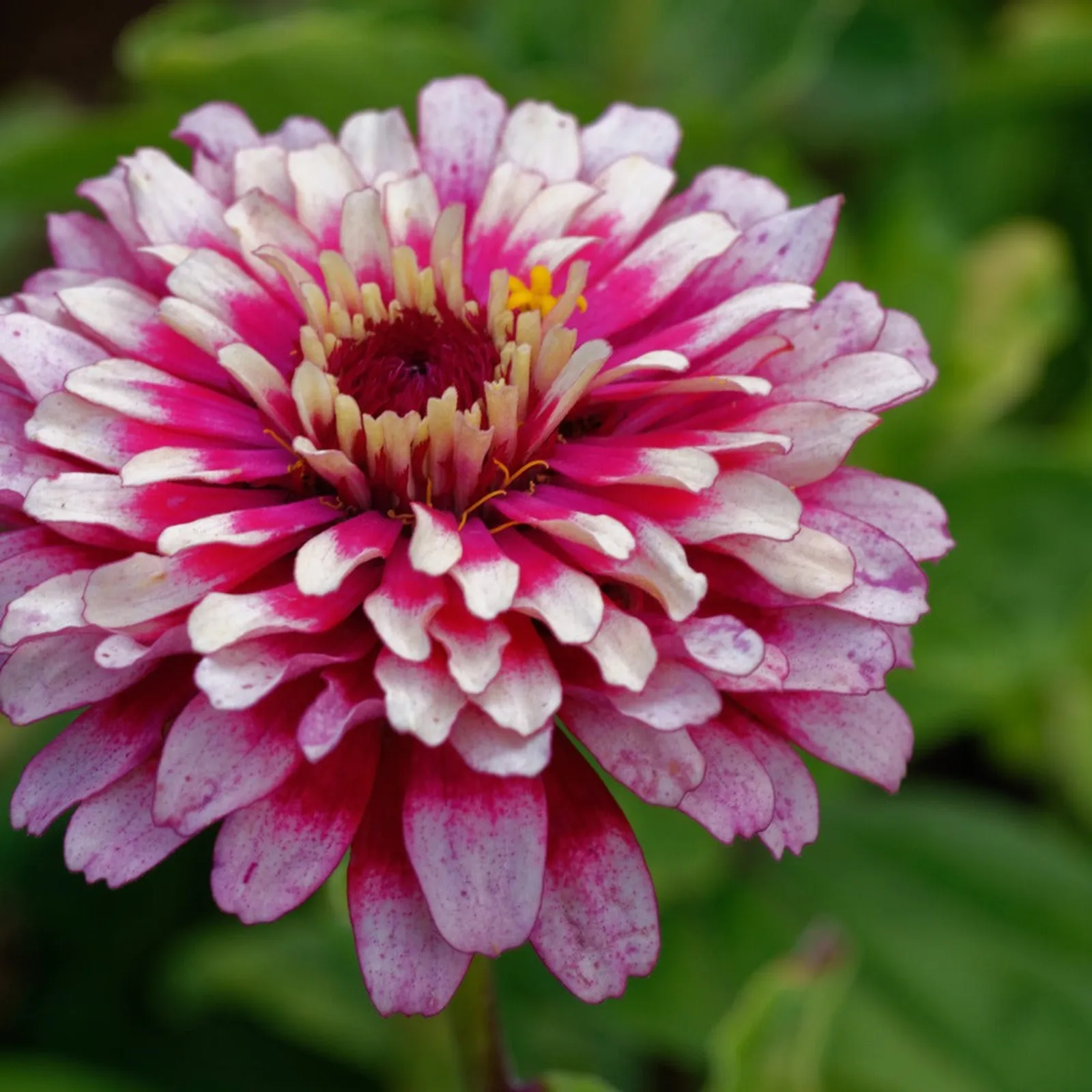 Mazurkia Zinnia