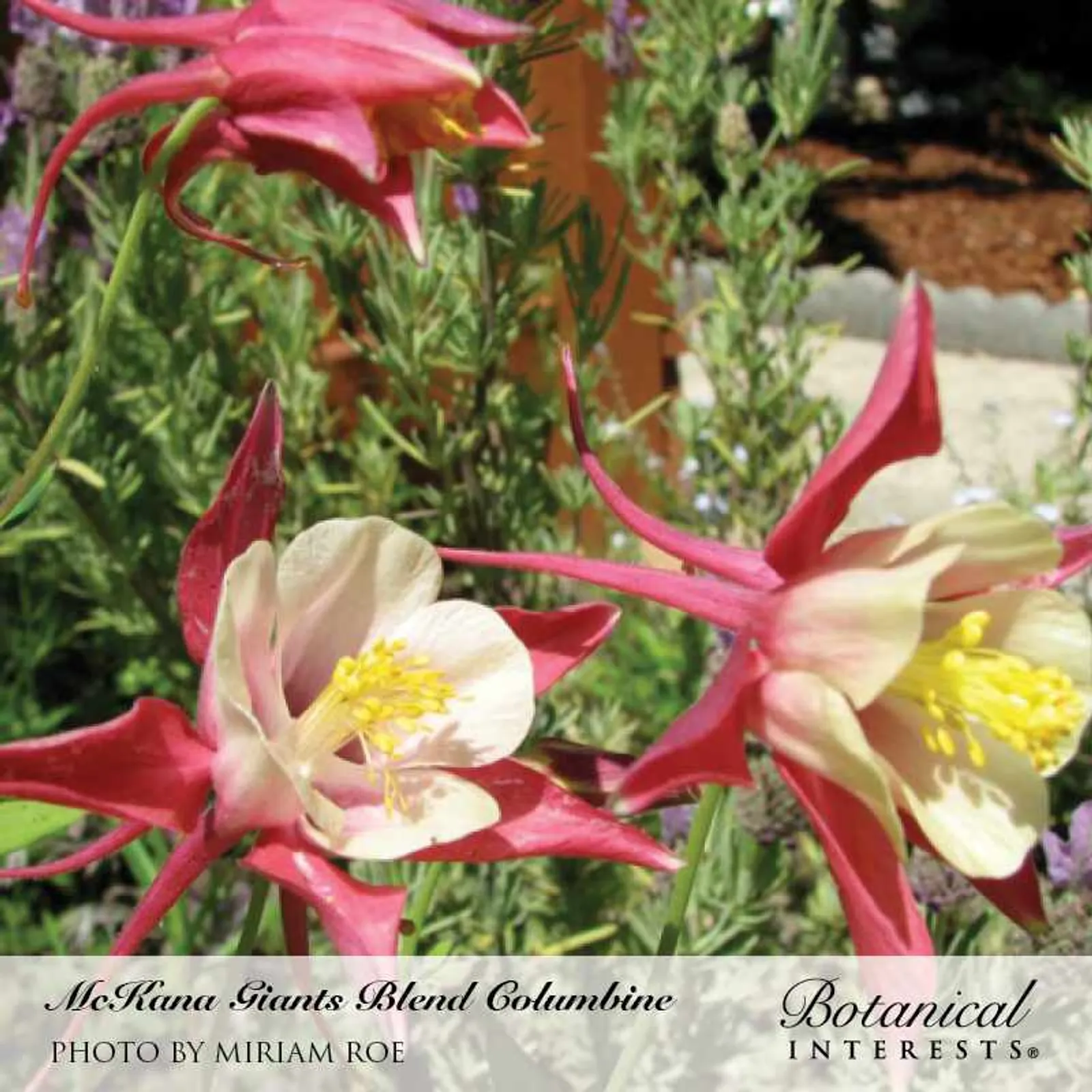 McKana Giants Blend Columbine Delphinium