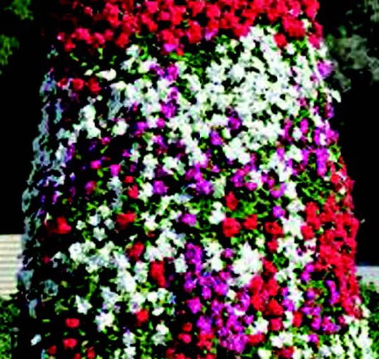 Mediterranean XP Series Formula Mix Vinca Impatiens