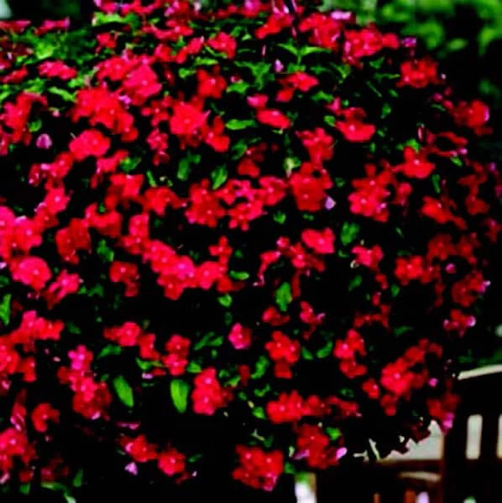 Mediterranean XP Series True Red Vinca Impatiens