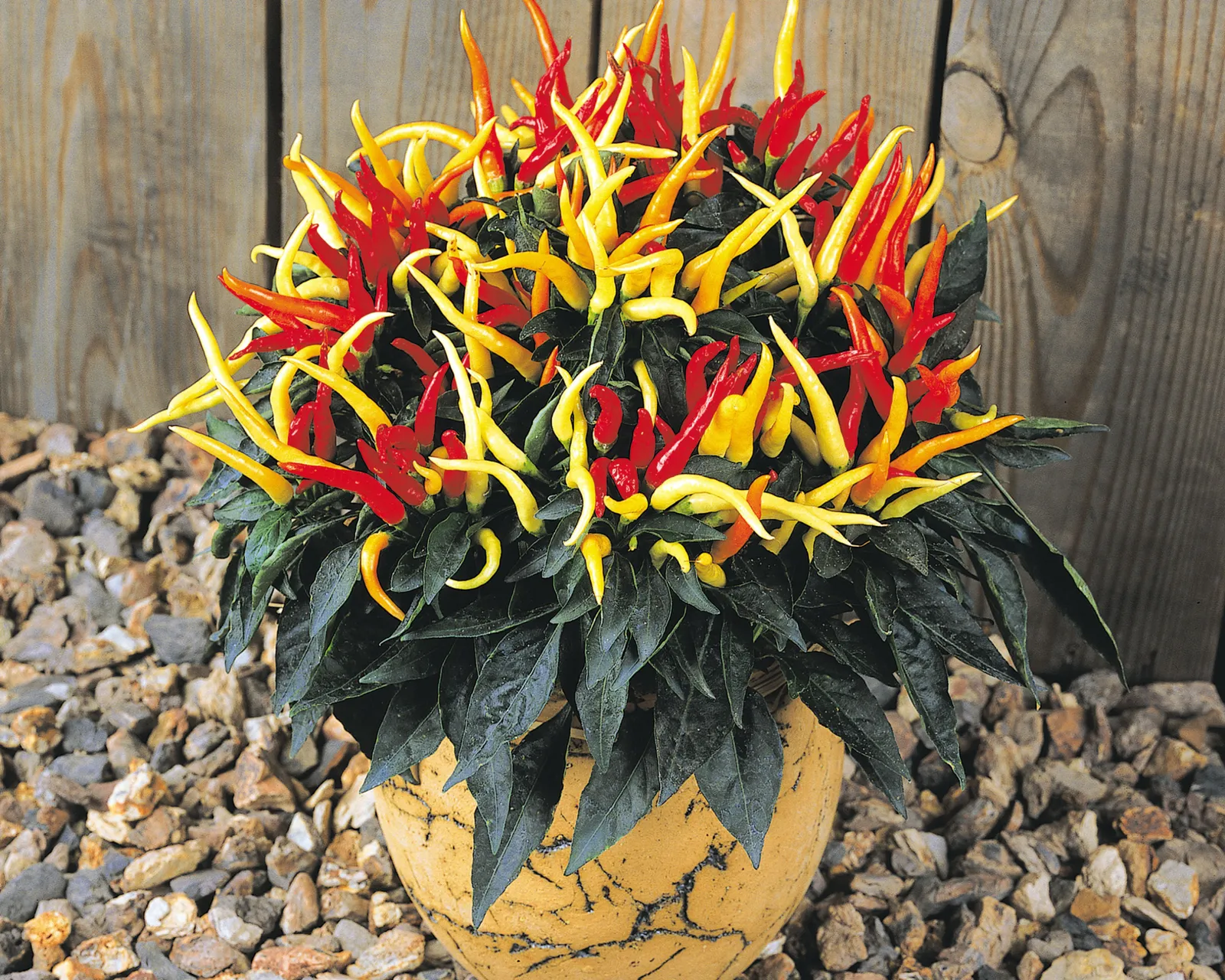 Medusa Peppers