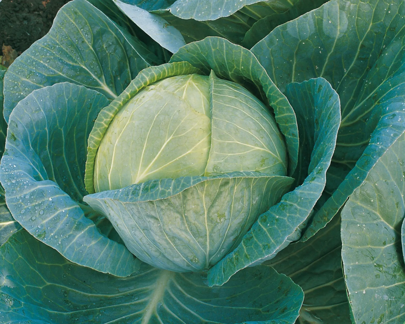 Megaton Cabbage