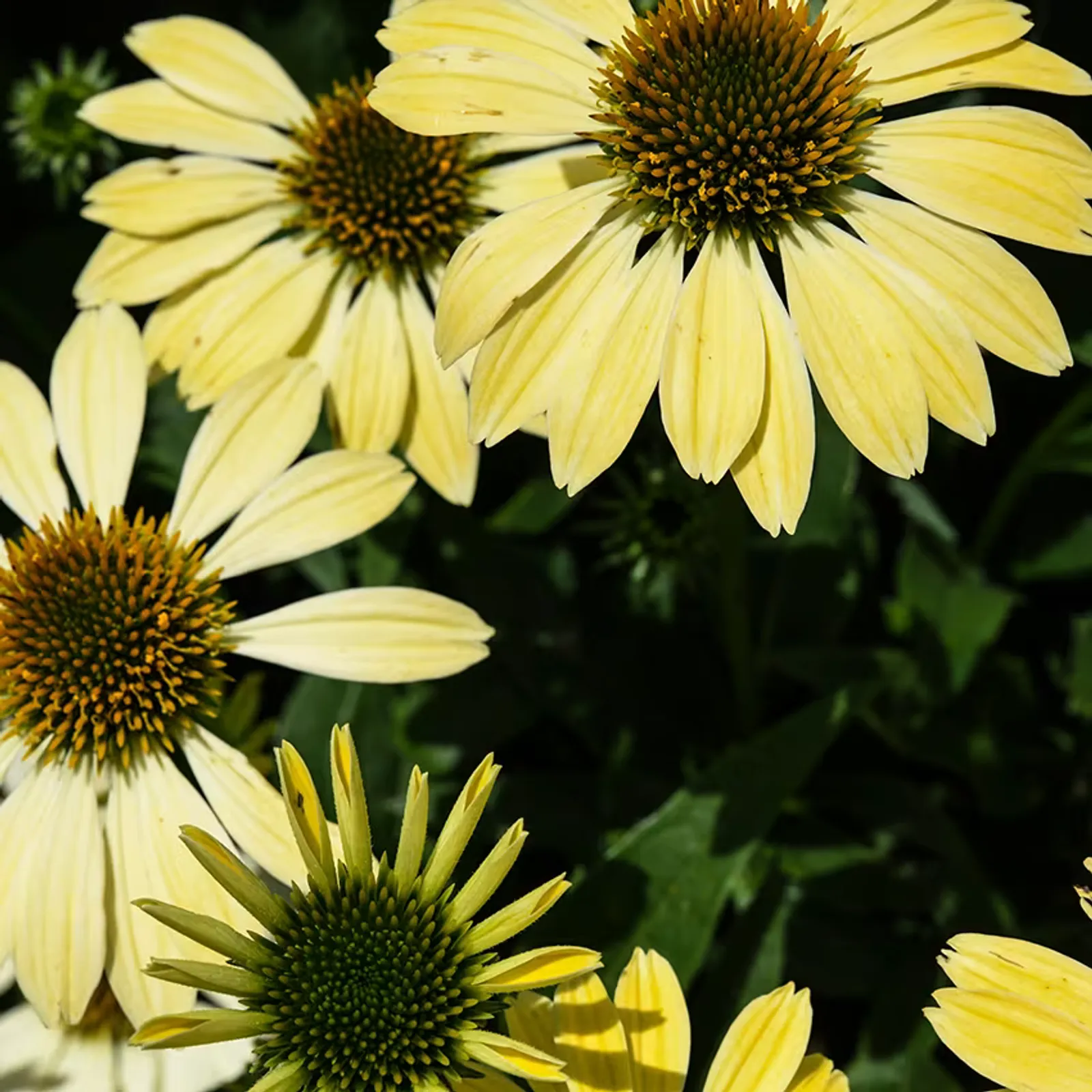 Mellow Yellows Echinacea