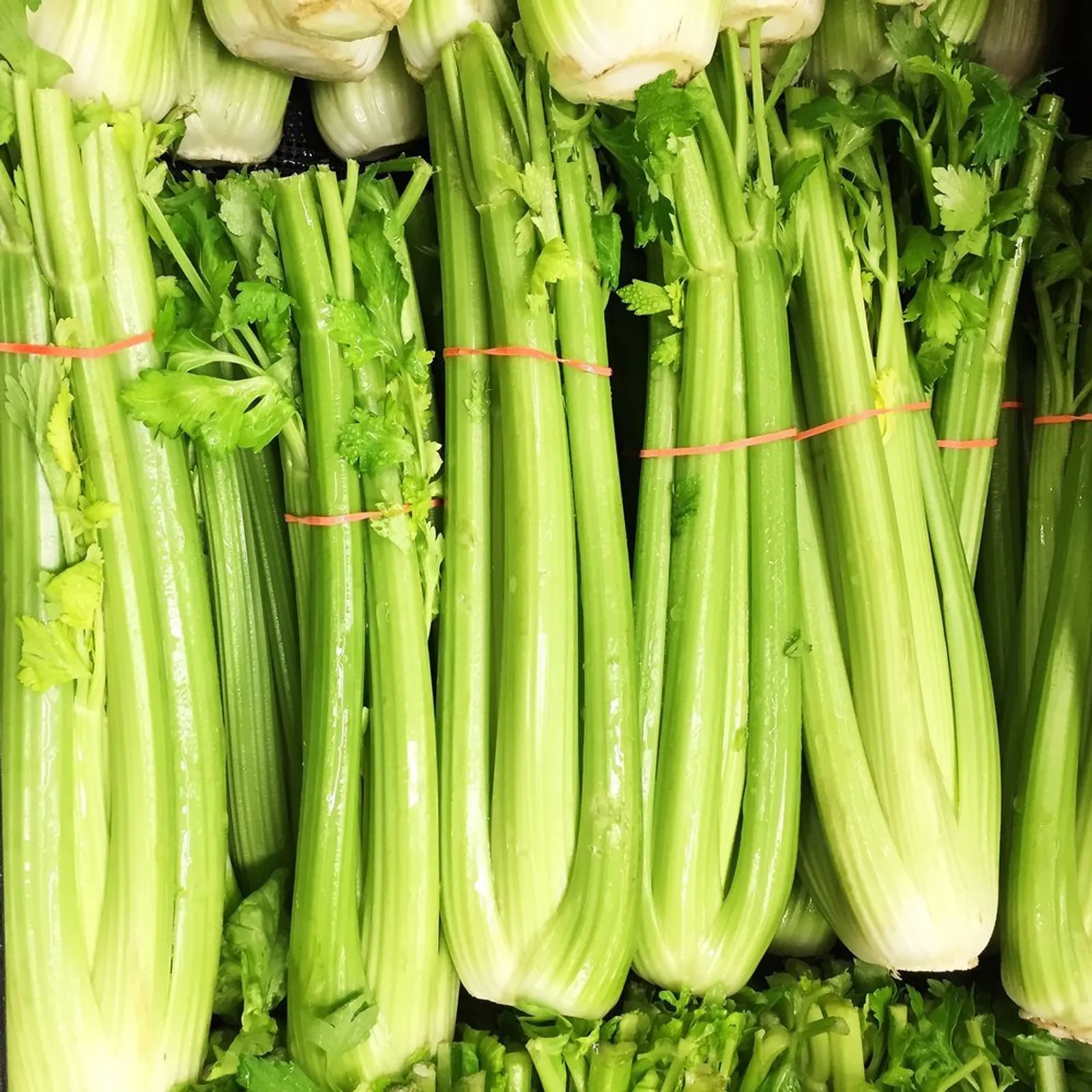 Merengo Celery