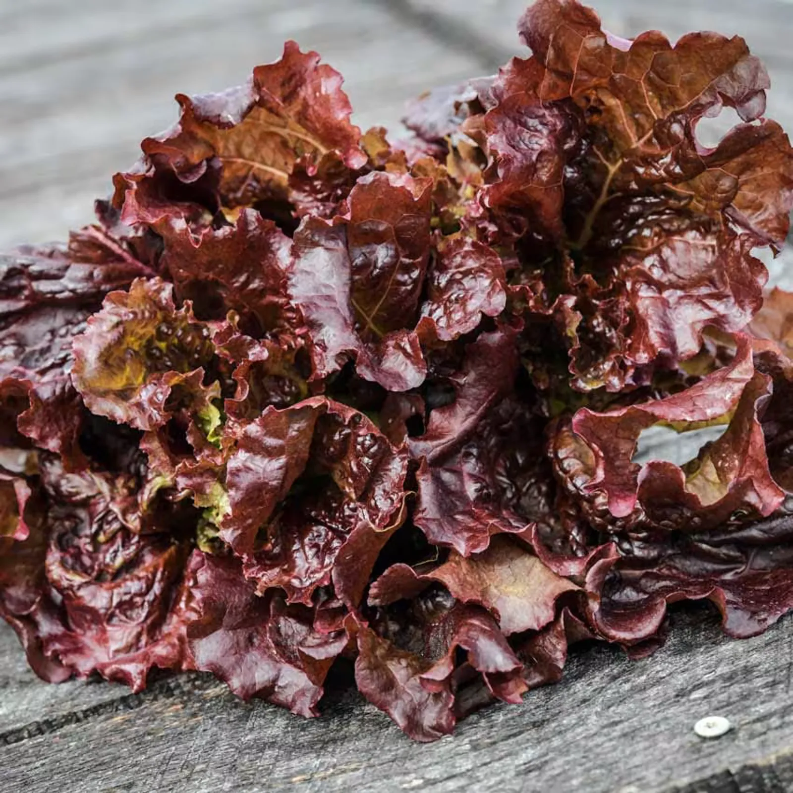 Merlot Lettuce