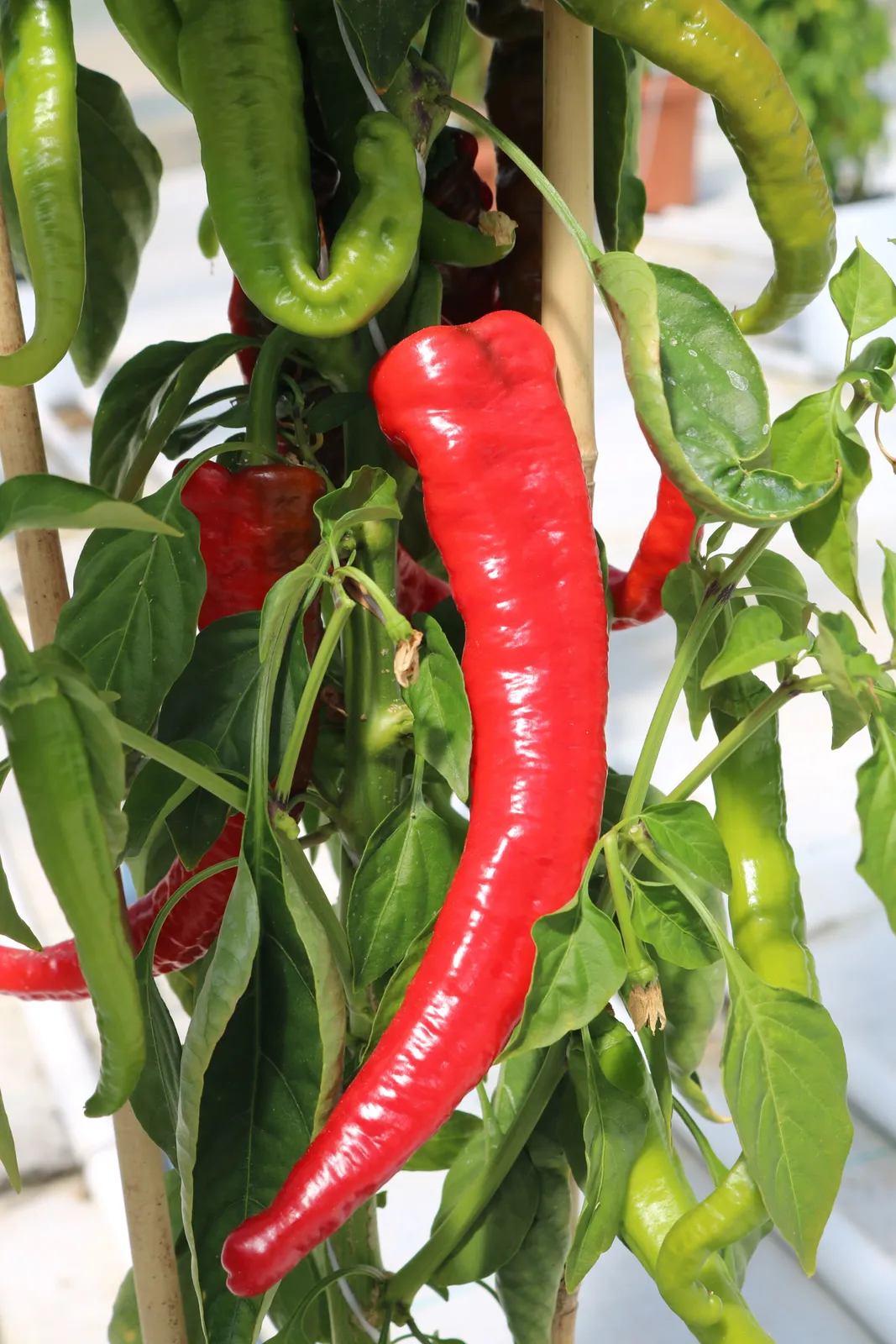 Mesilla Peppers