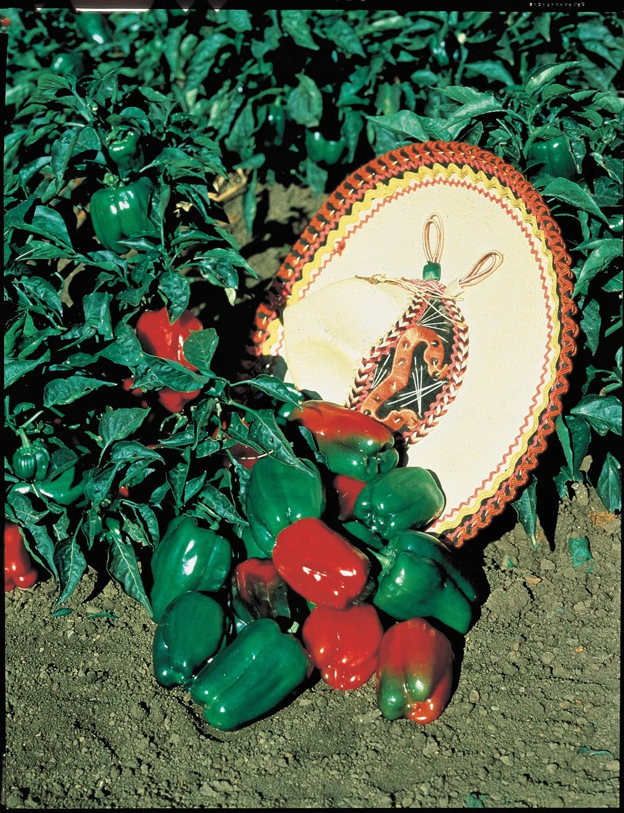 Mexibell Peppers