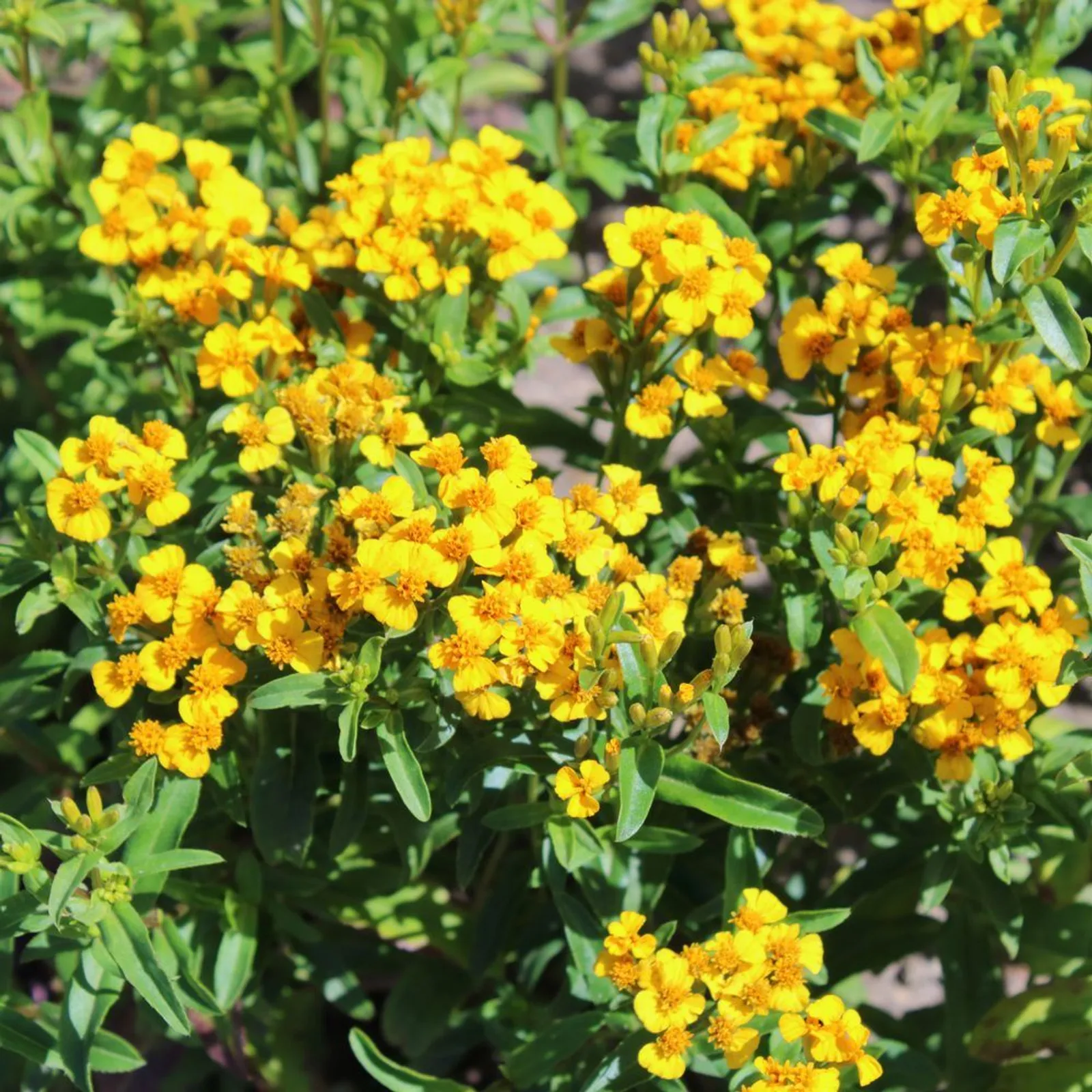Mexican Tarragon Marigold