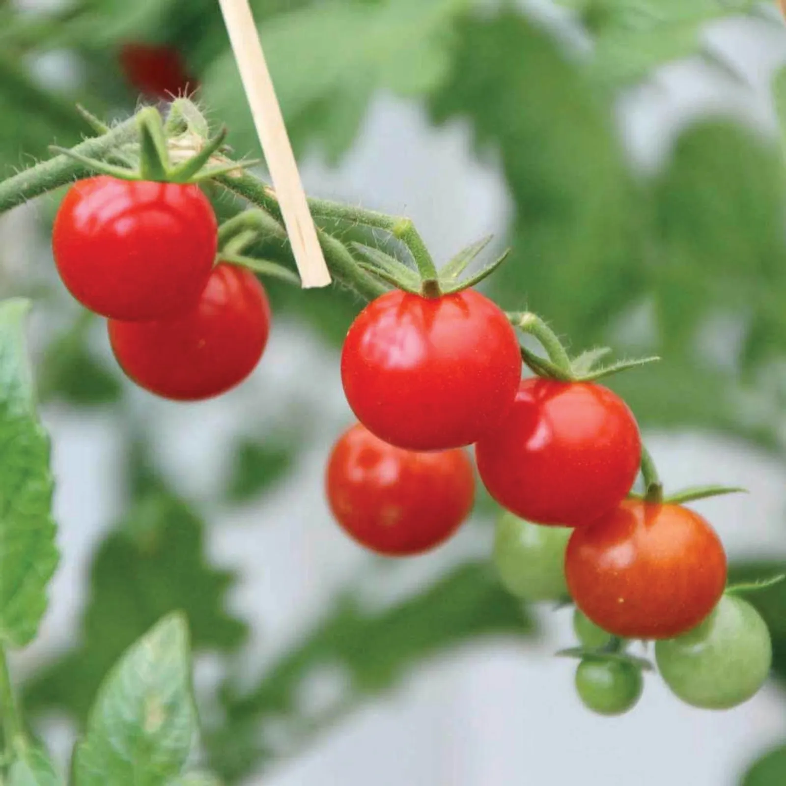 Mexico Midget Tomatoes