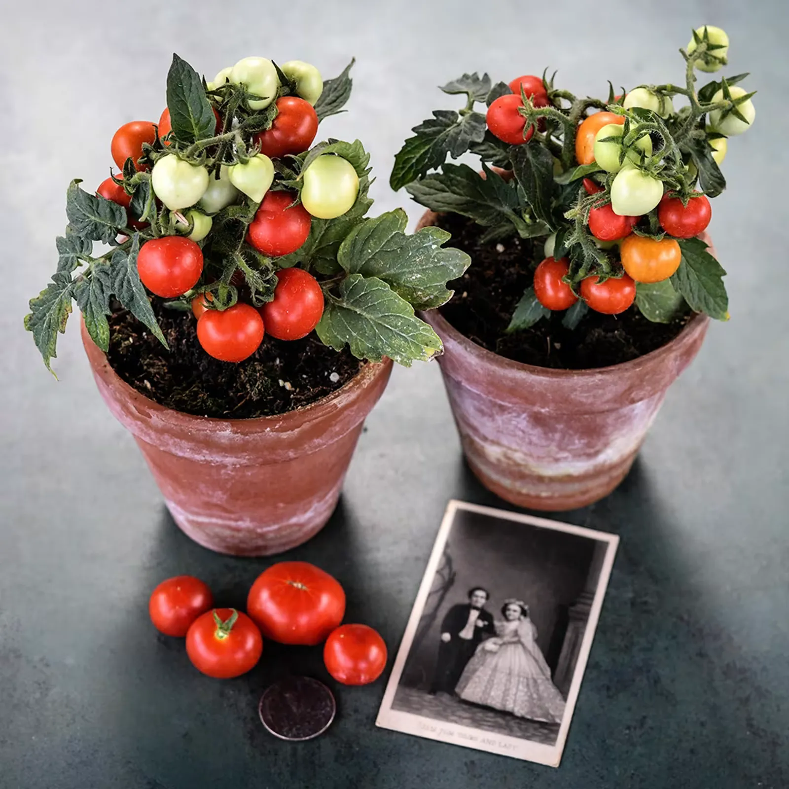 Micro Tom Tomatoes