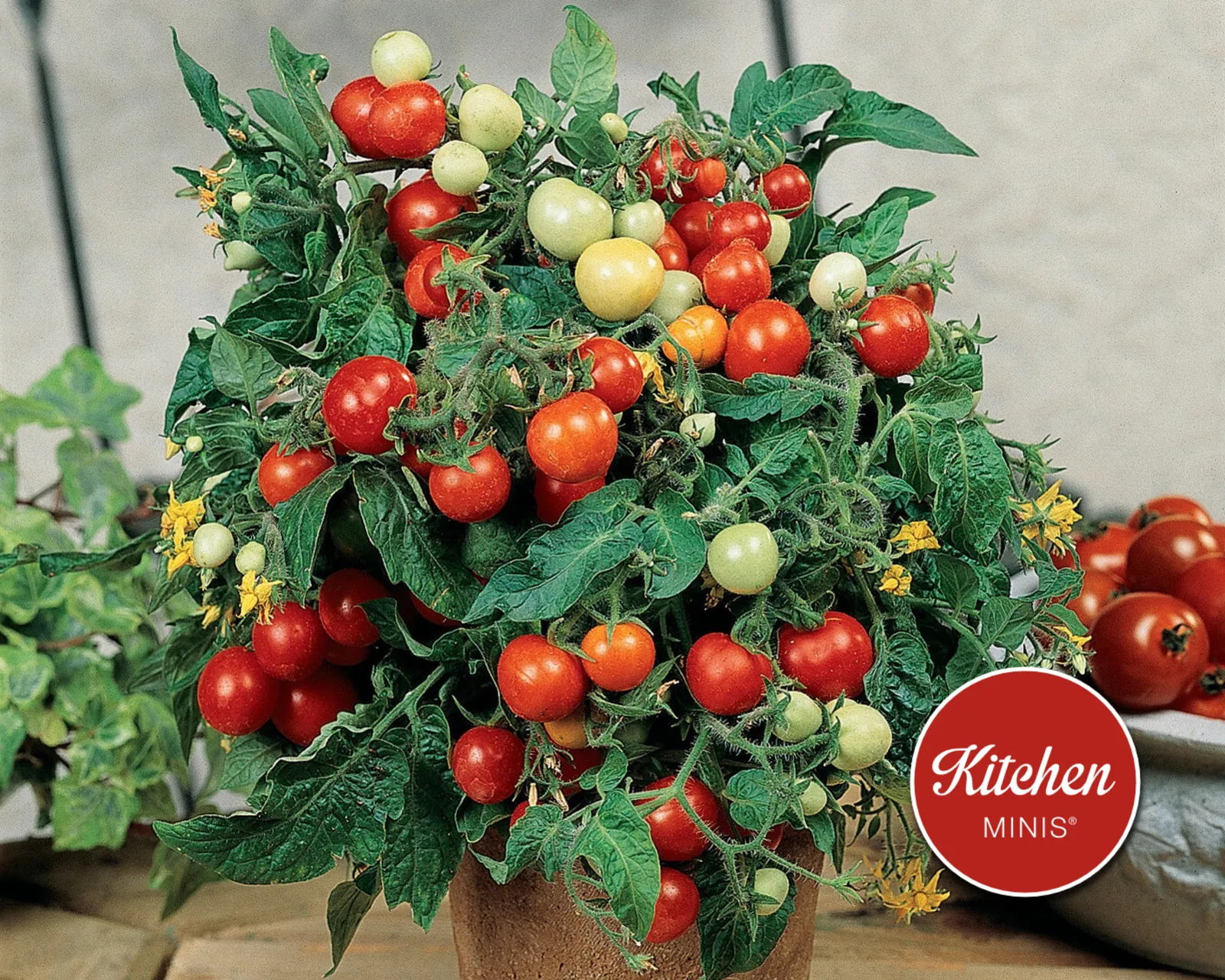 Micro Tom | Kitchen Minis Tomatoes