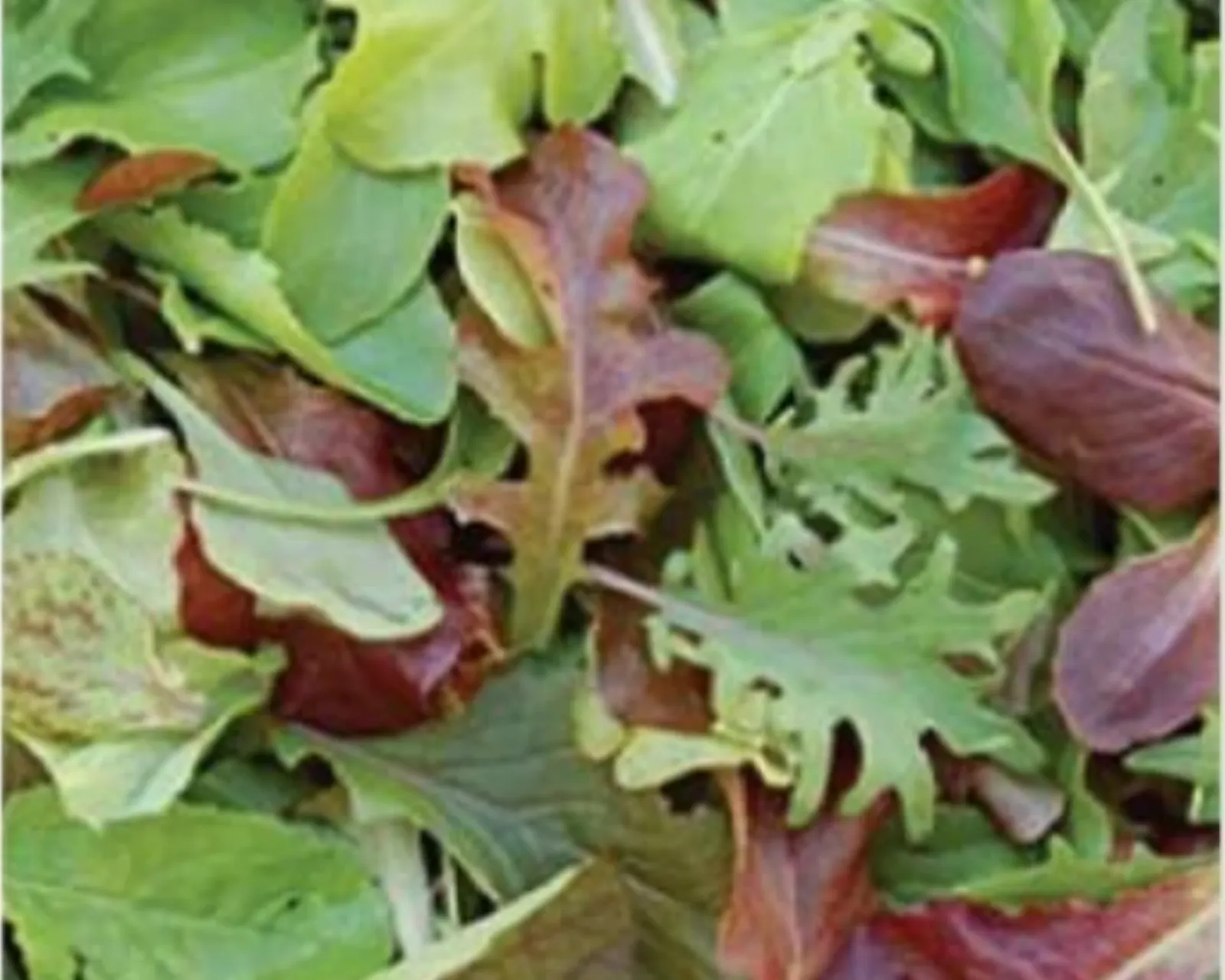Mild Mesclun Mix Lettuce