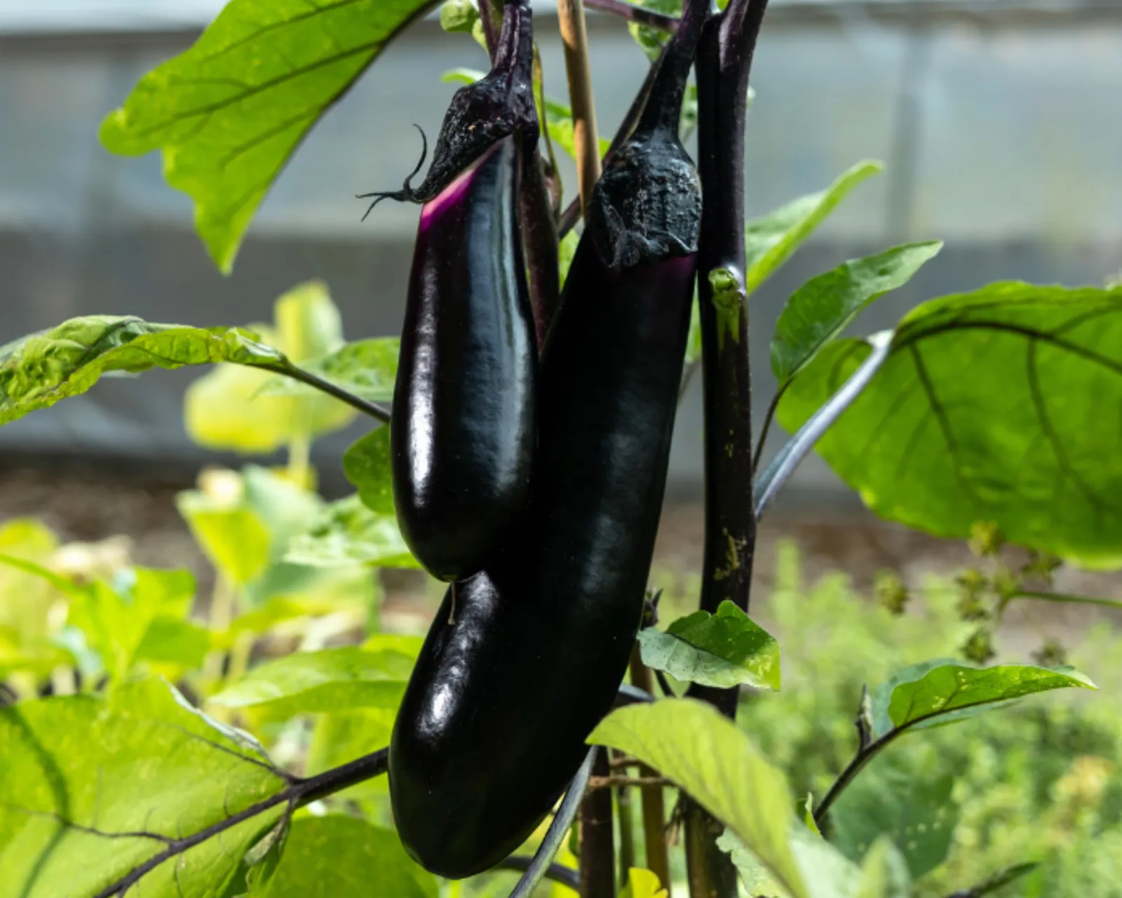 Millionaire Eggplant