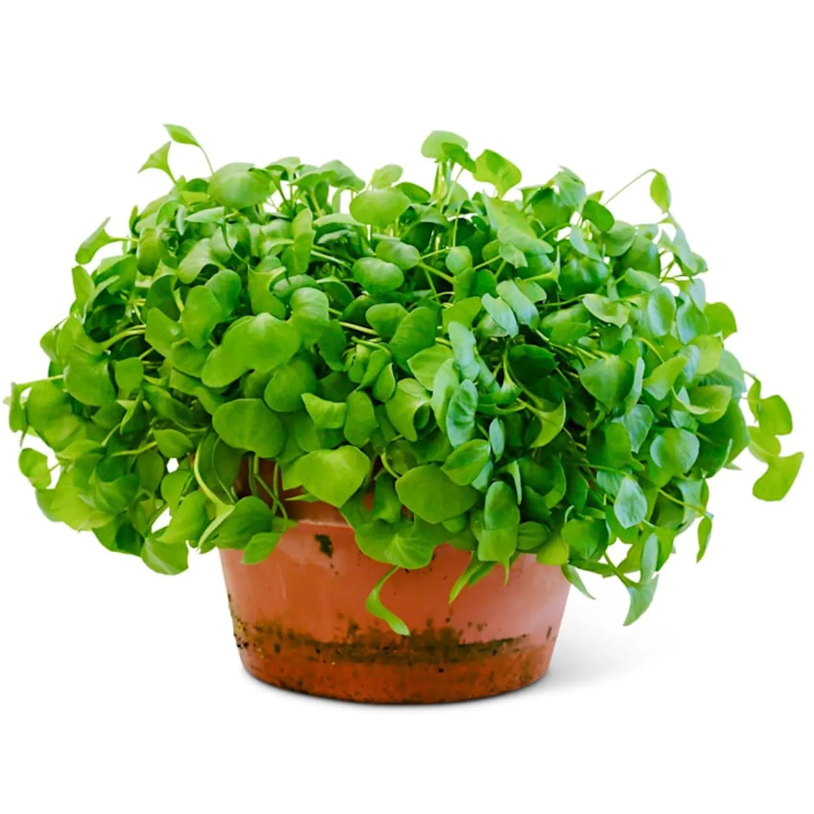 Miner's Lettuce