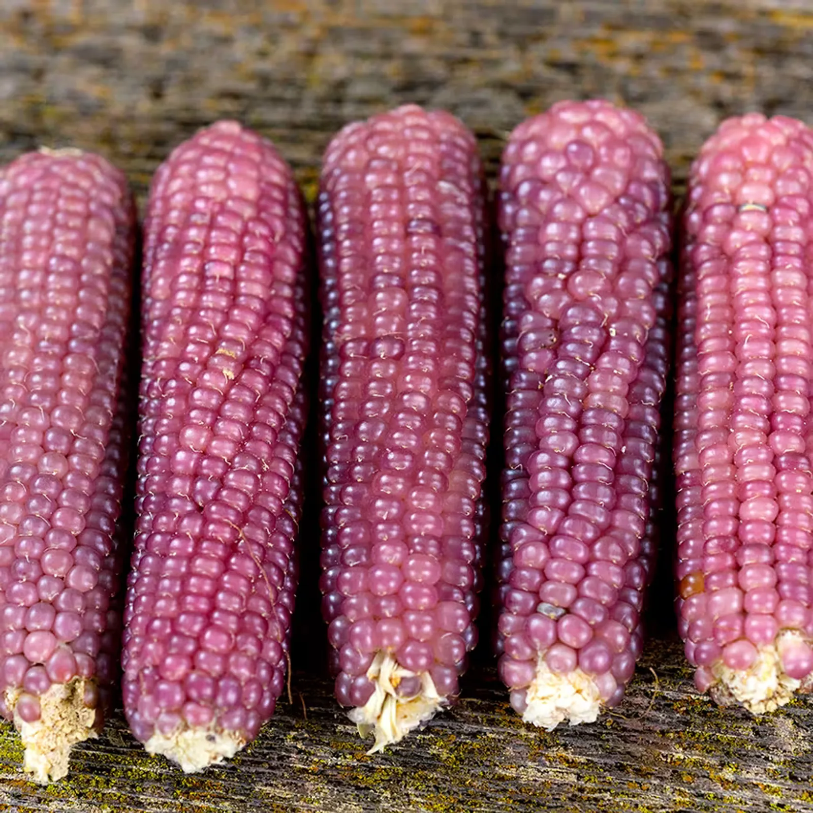 Mini Pink Popcorn Corn