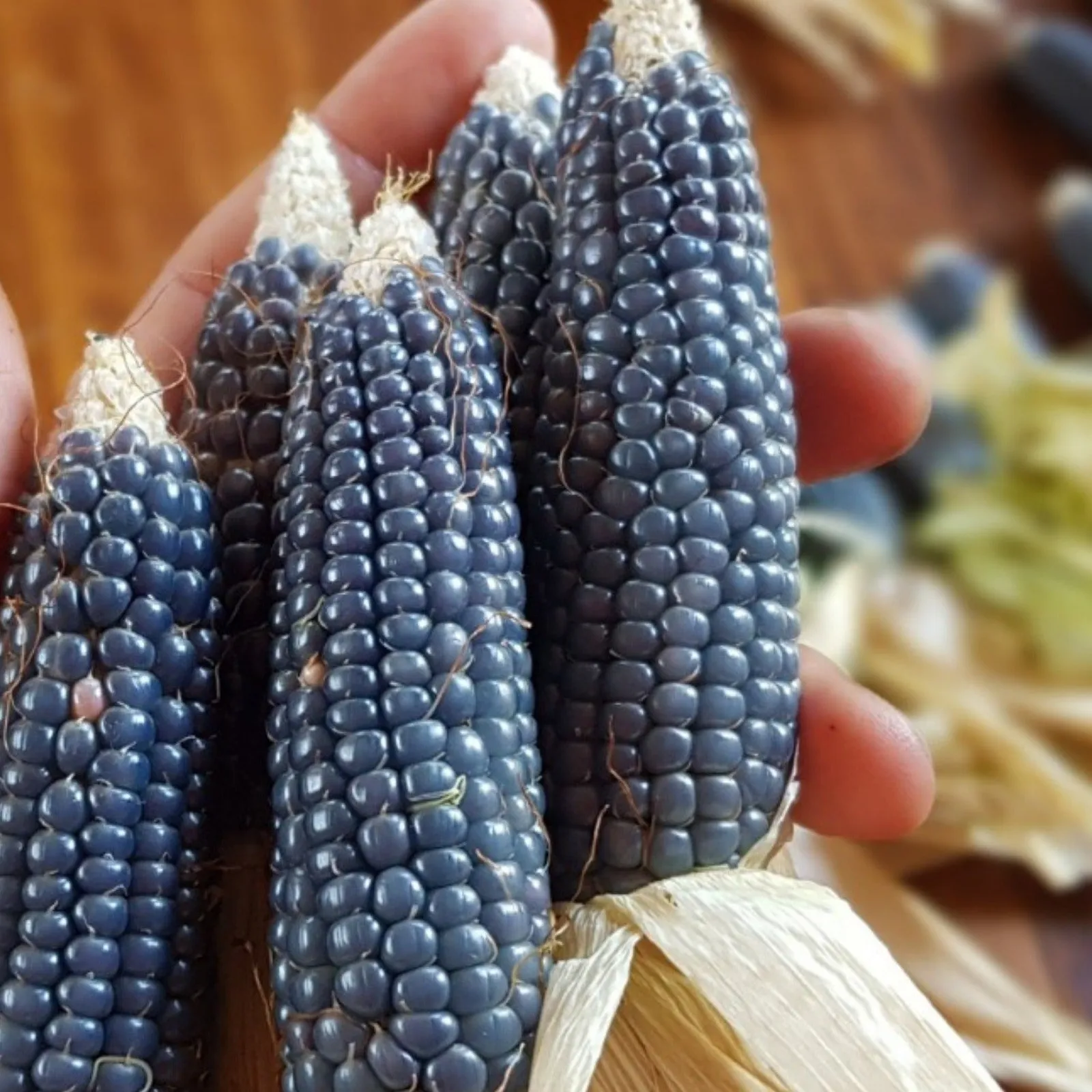 Mini Blue Corn