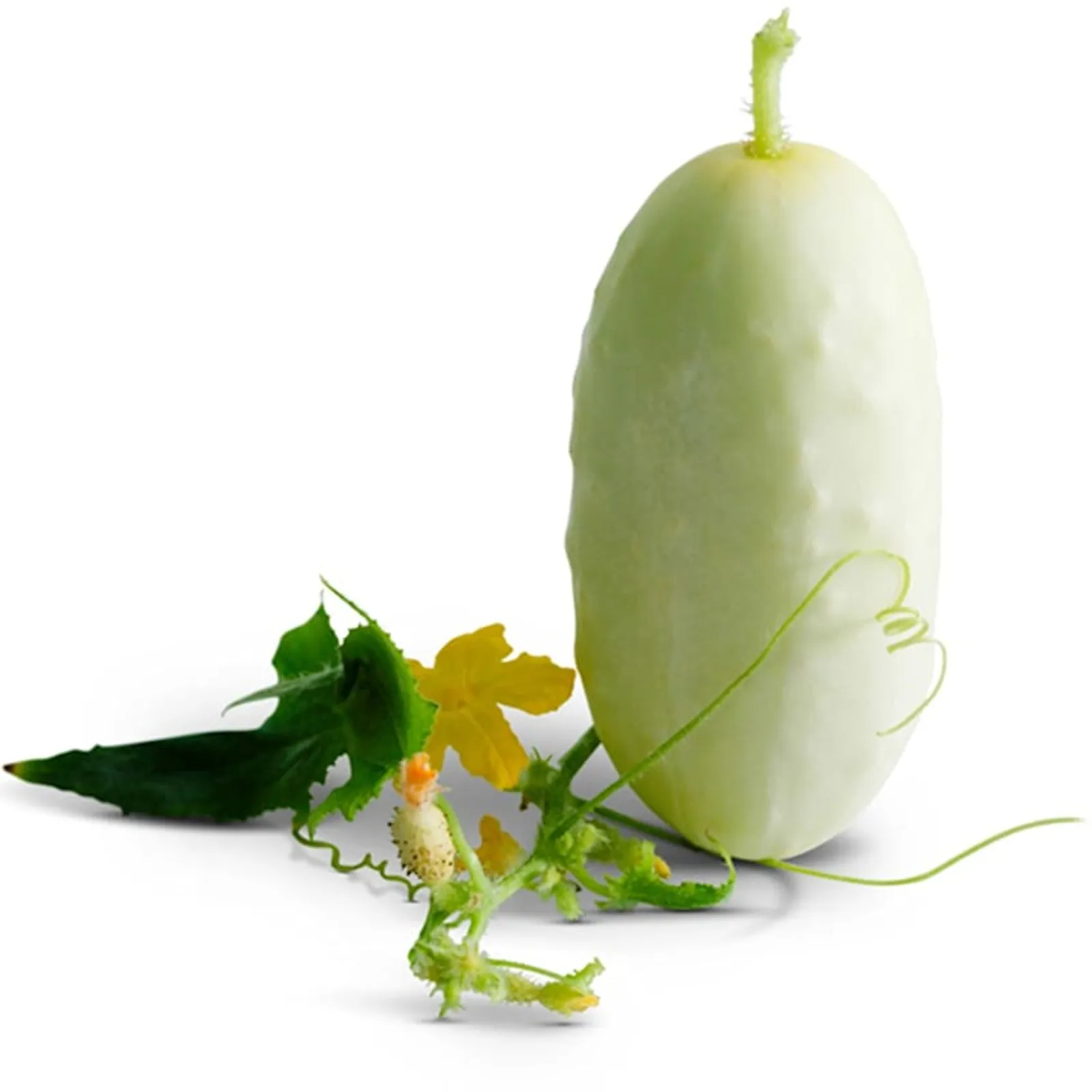 Miniature White Cucumbers