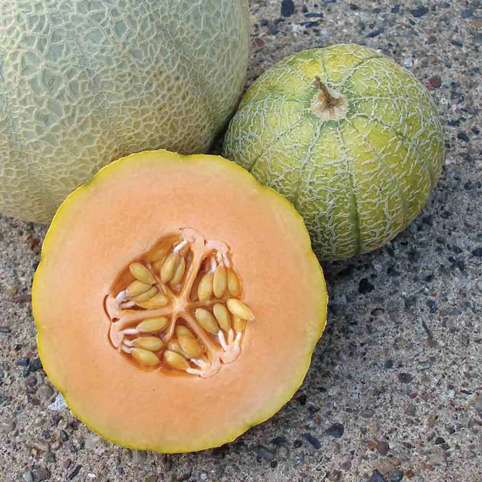 Minnesota Midget Cantaloupe