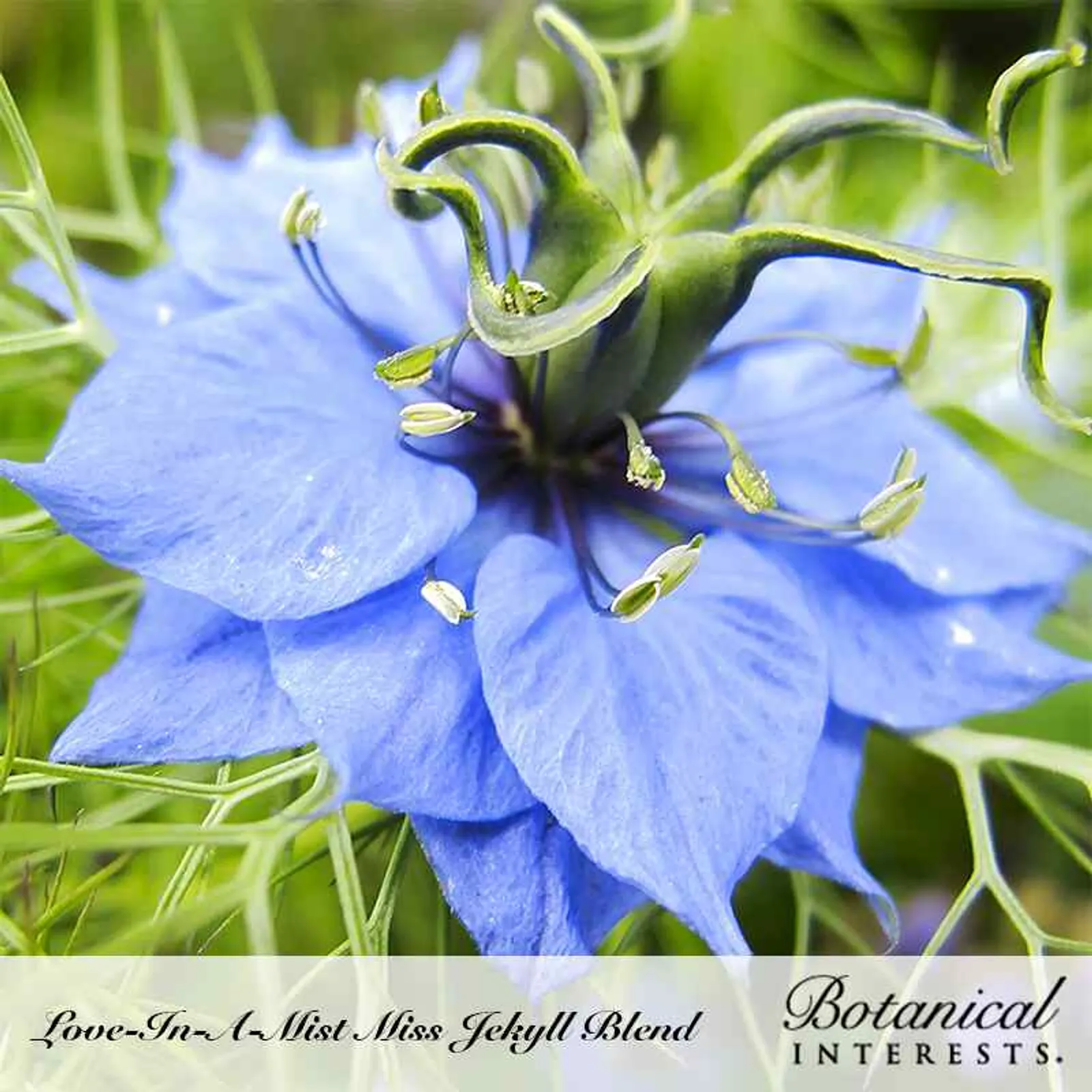 Miss Jekyll Blend Love-In-A-Mist