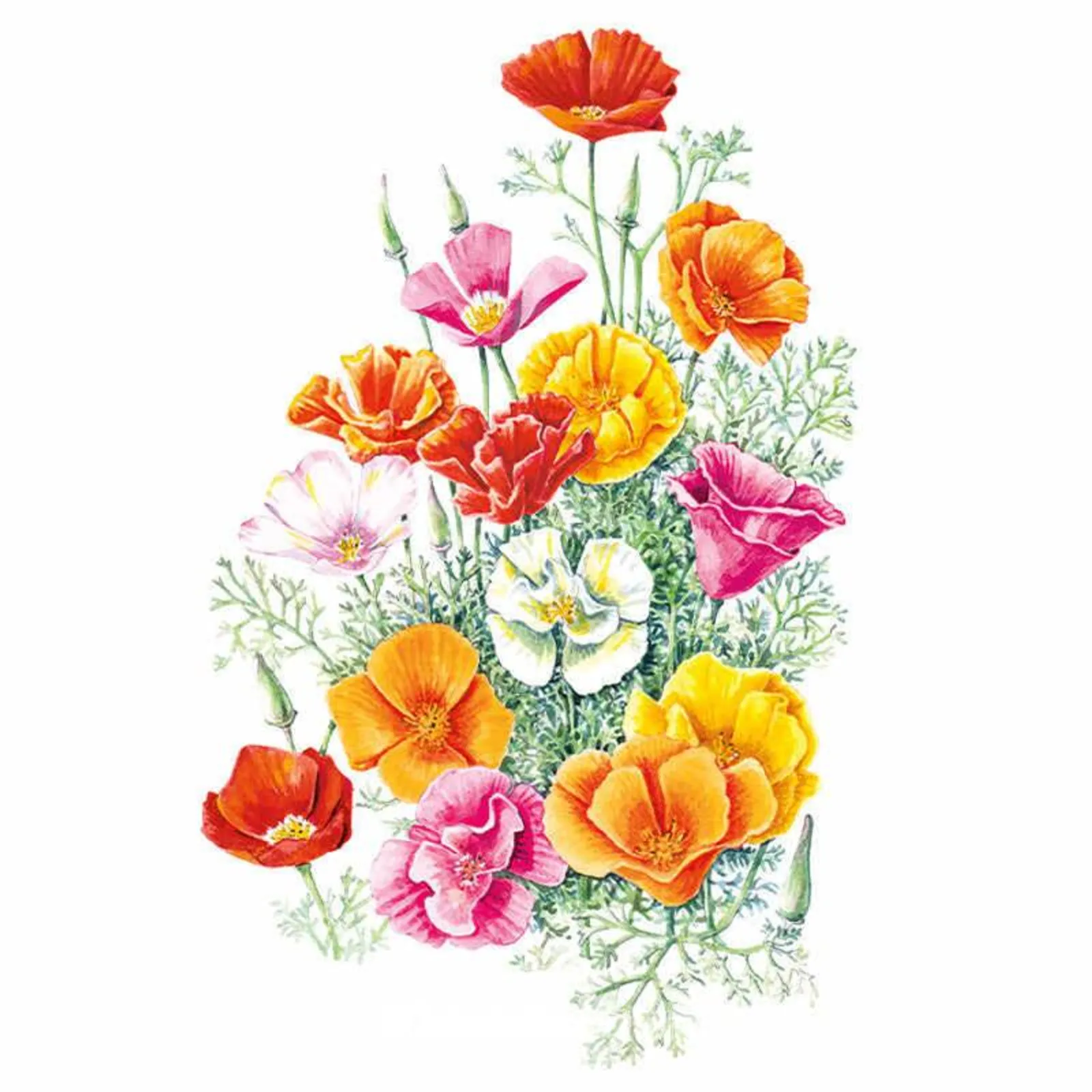 Mission Bells California Poppies