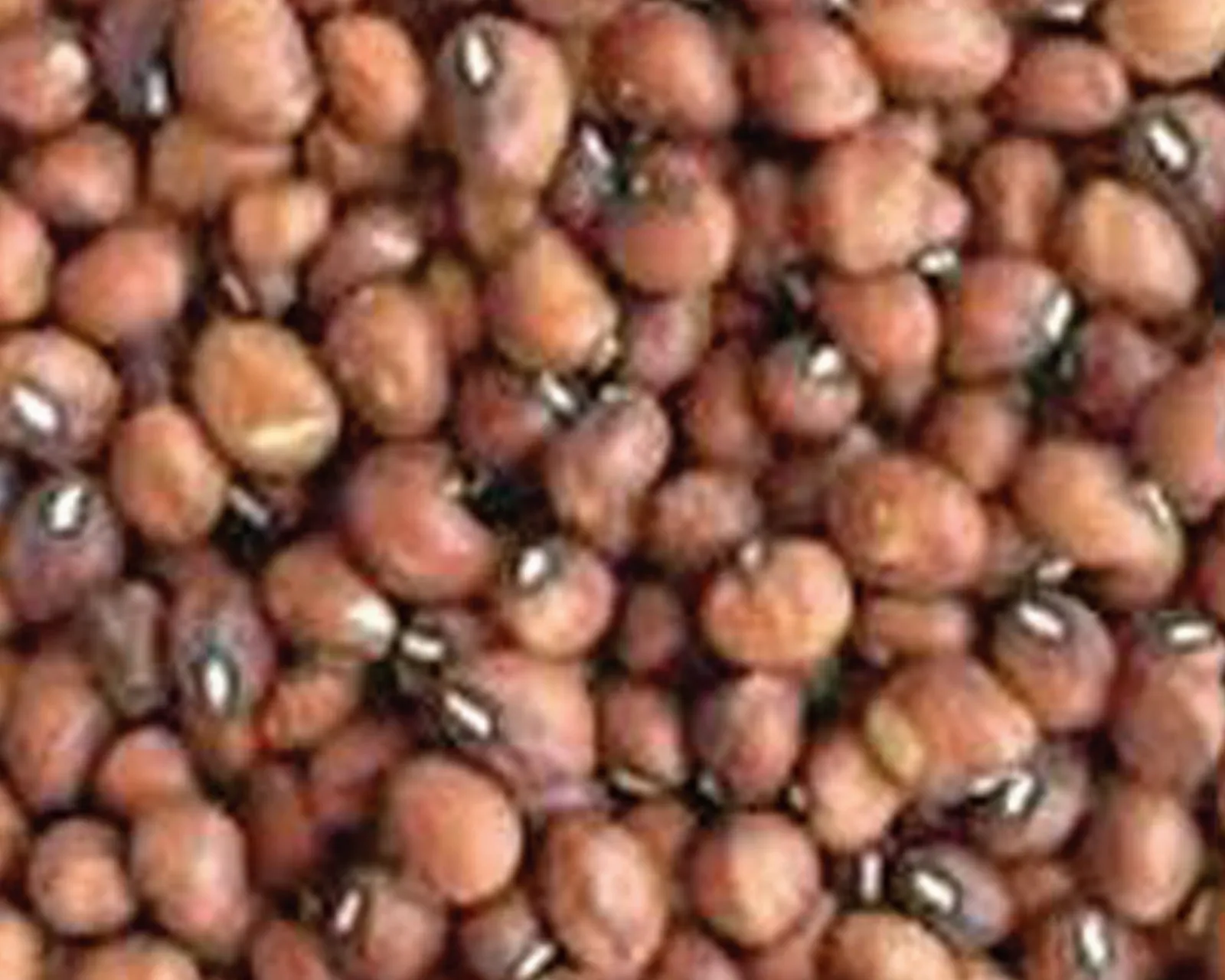 Mississippi Silver Brown Crowder Beans