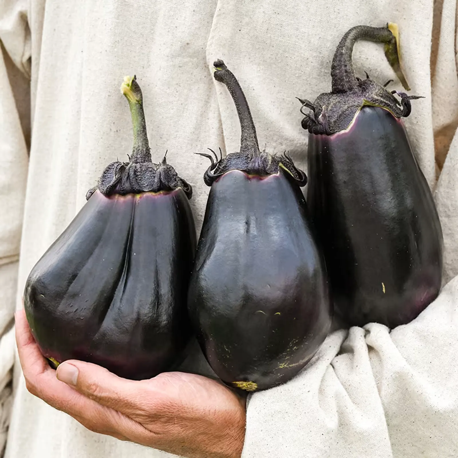 Mitoyo Eggplant