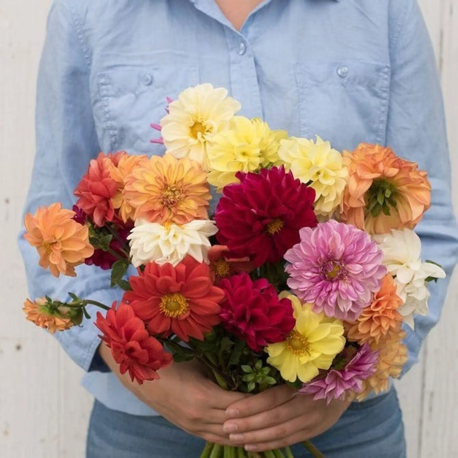 Mix Dahlia