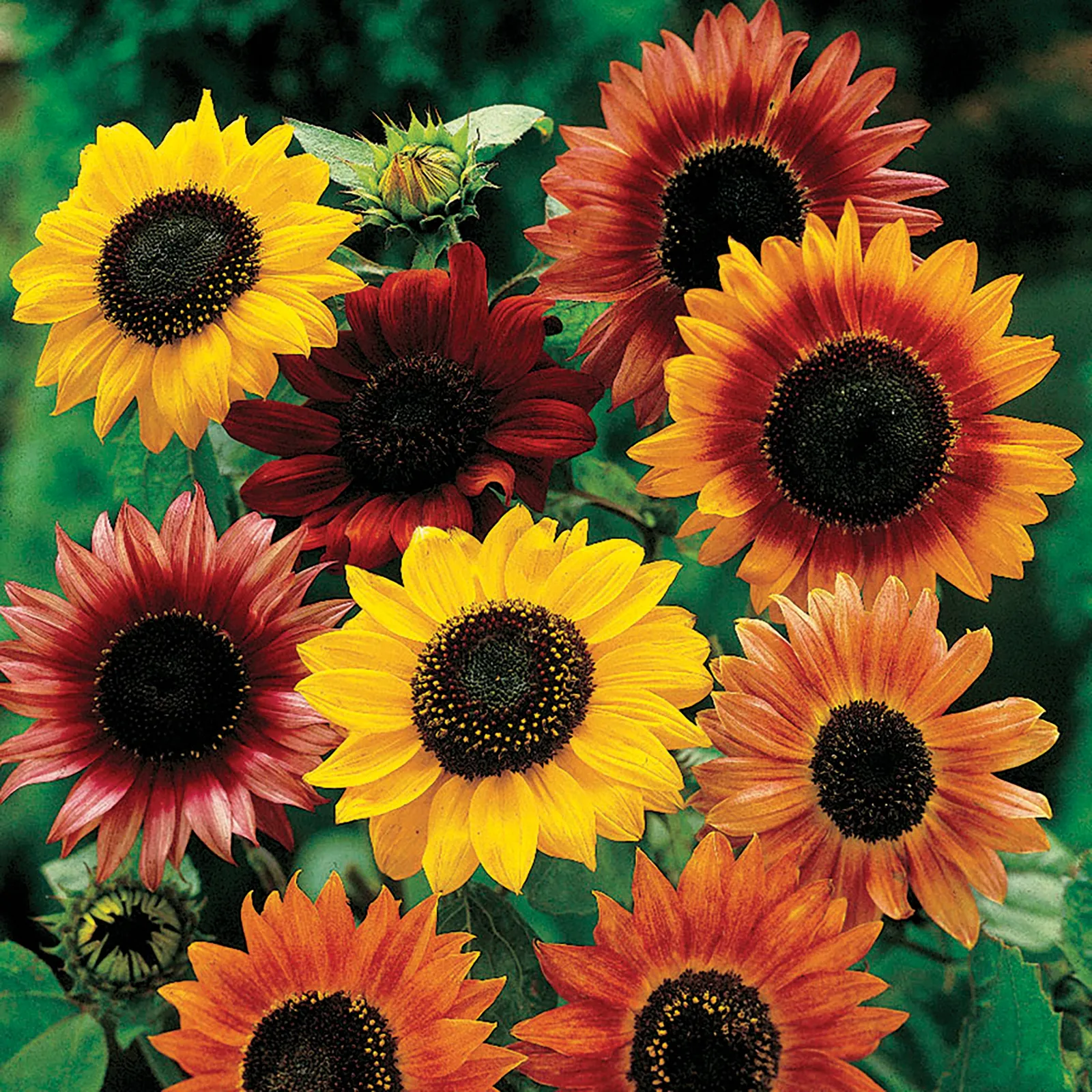 Mixed Colors Sunflower
