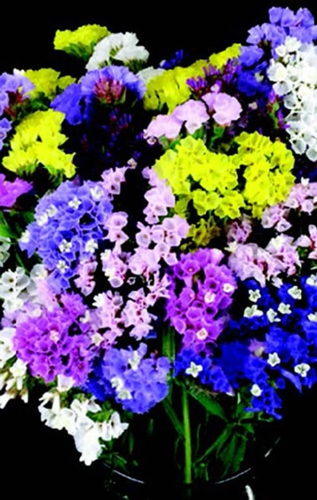 Mixed Colors Statice