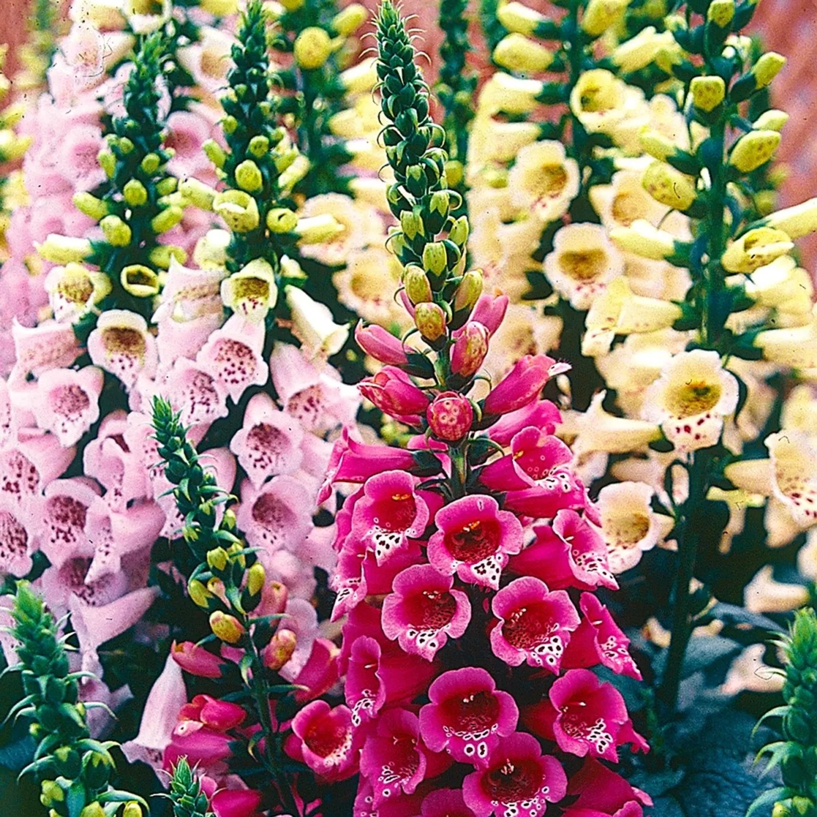 Mixed Colors Foxglove