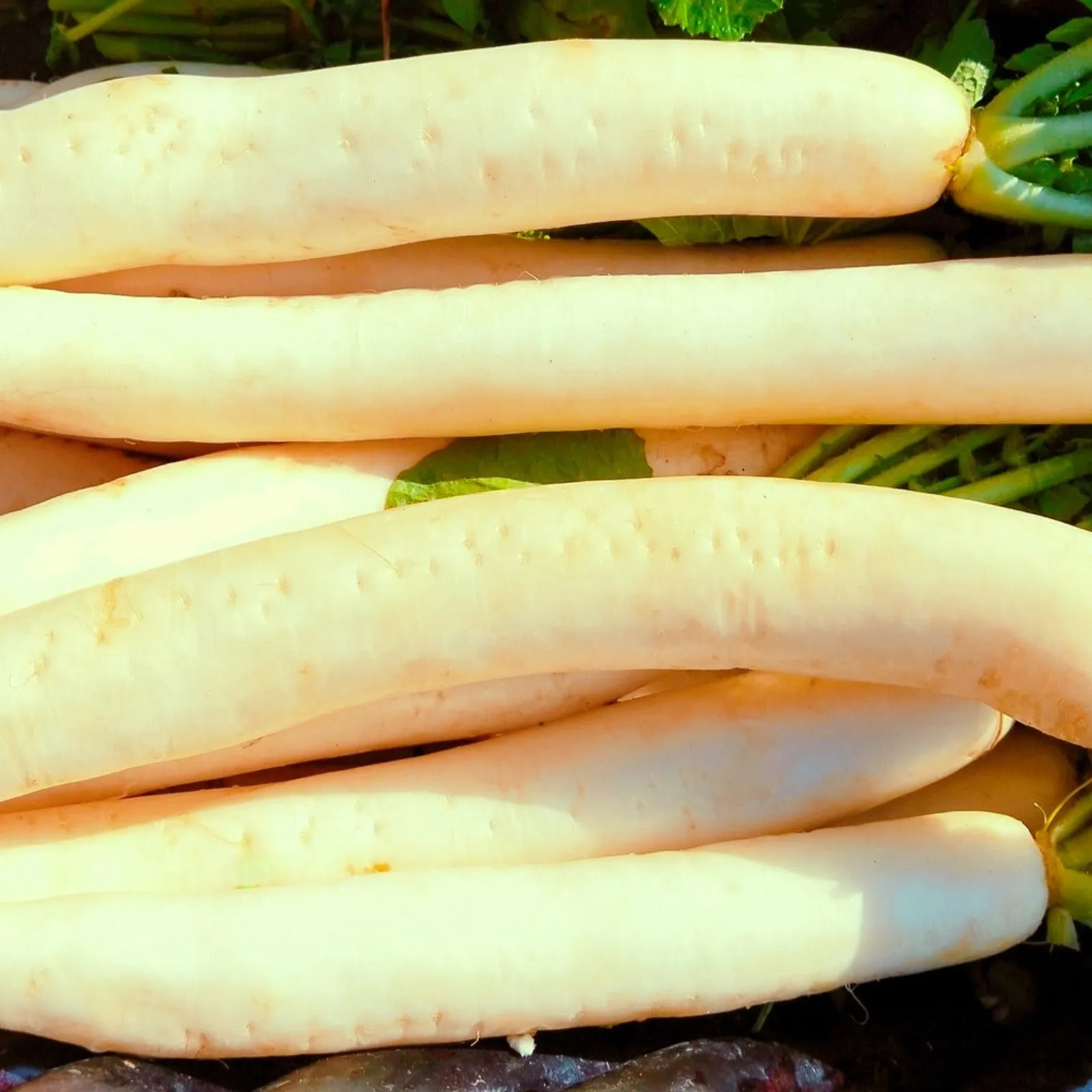 Miyashige White Daikon Radishes