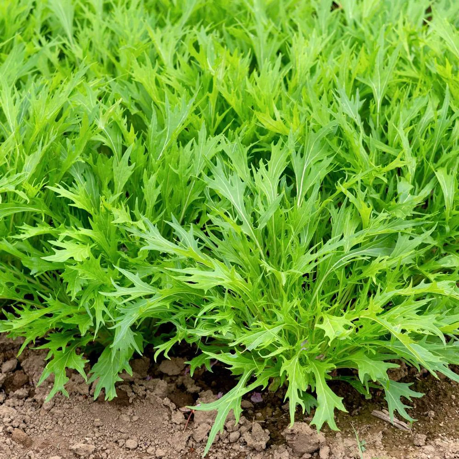 Mizuna Mustard