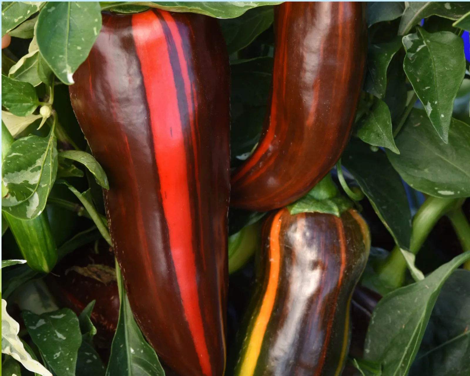 Mocha Swirl Peppers