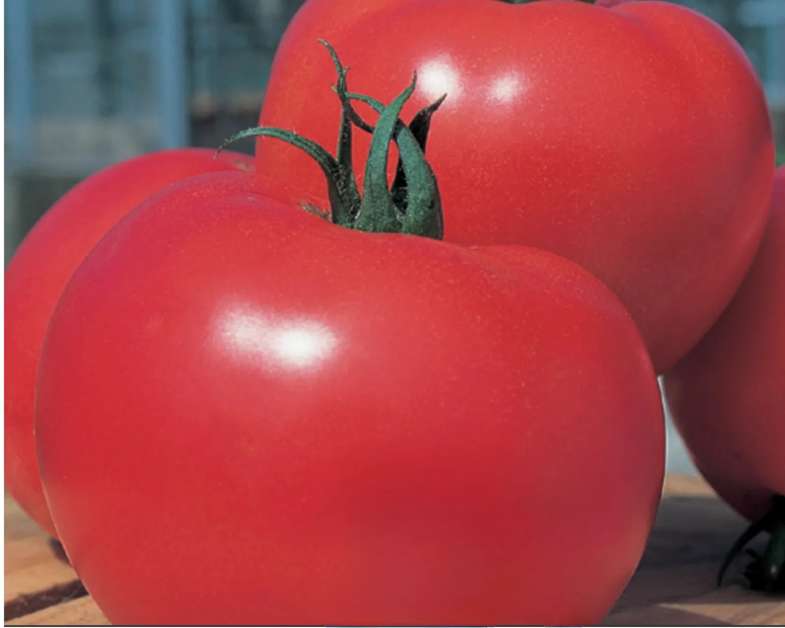 Momotaro (Tough Boy) Hybrid Slicing Tomatoes