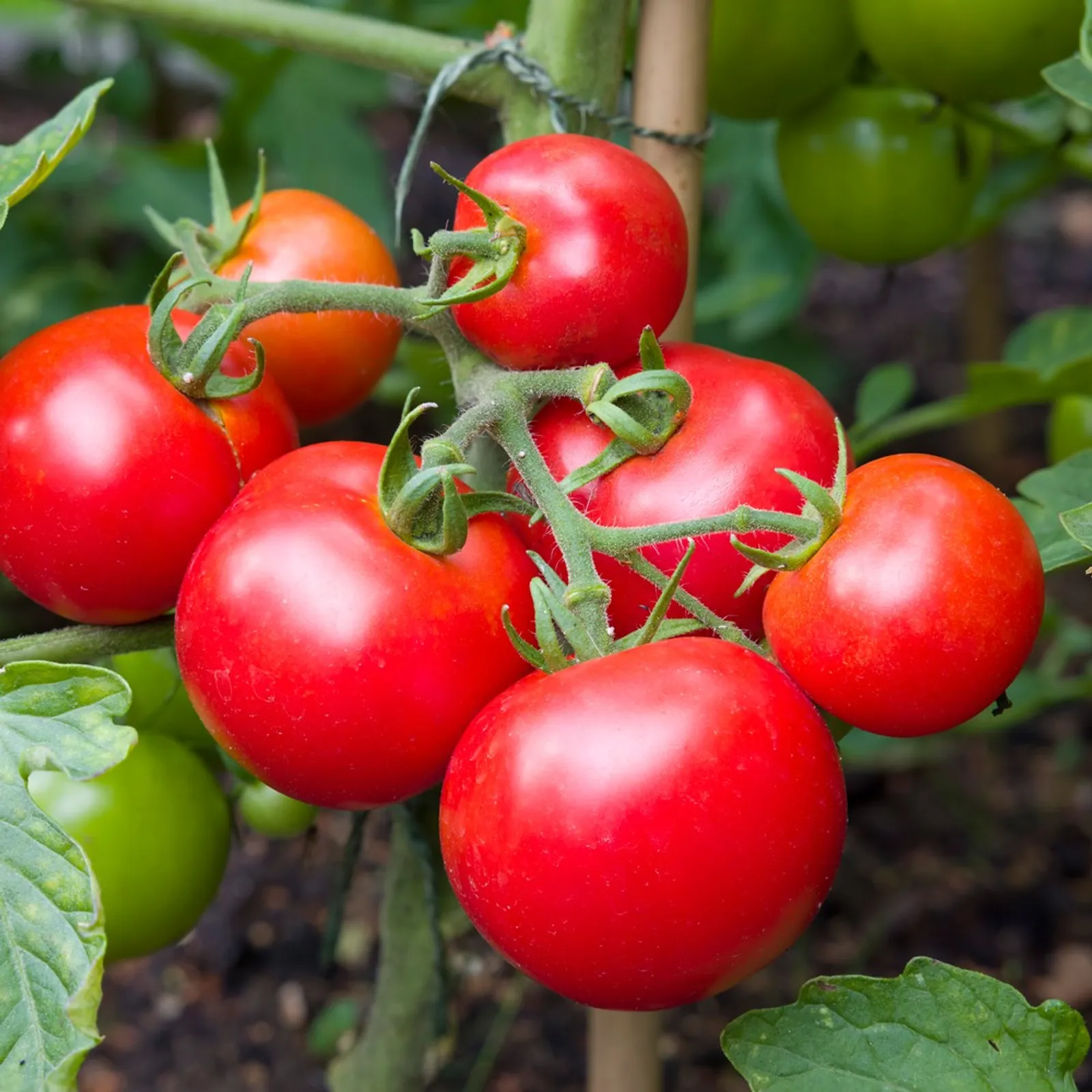 Moneymaker Pole Tomatoes