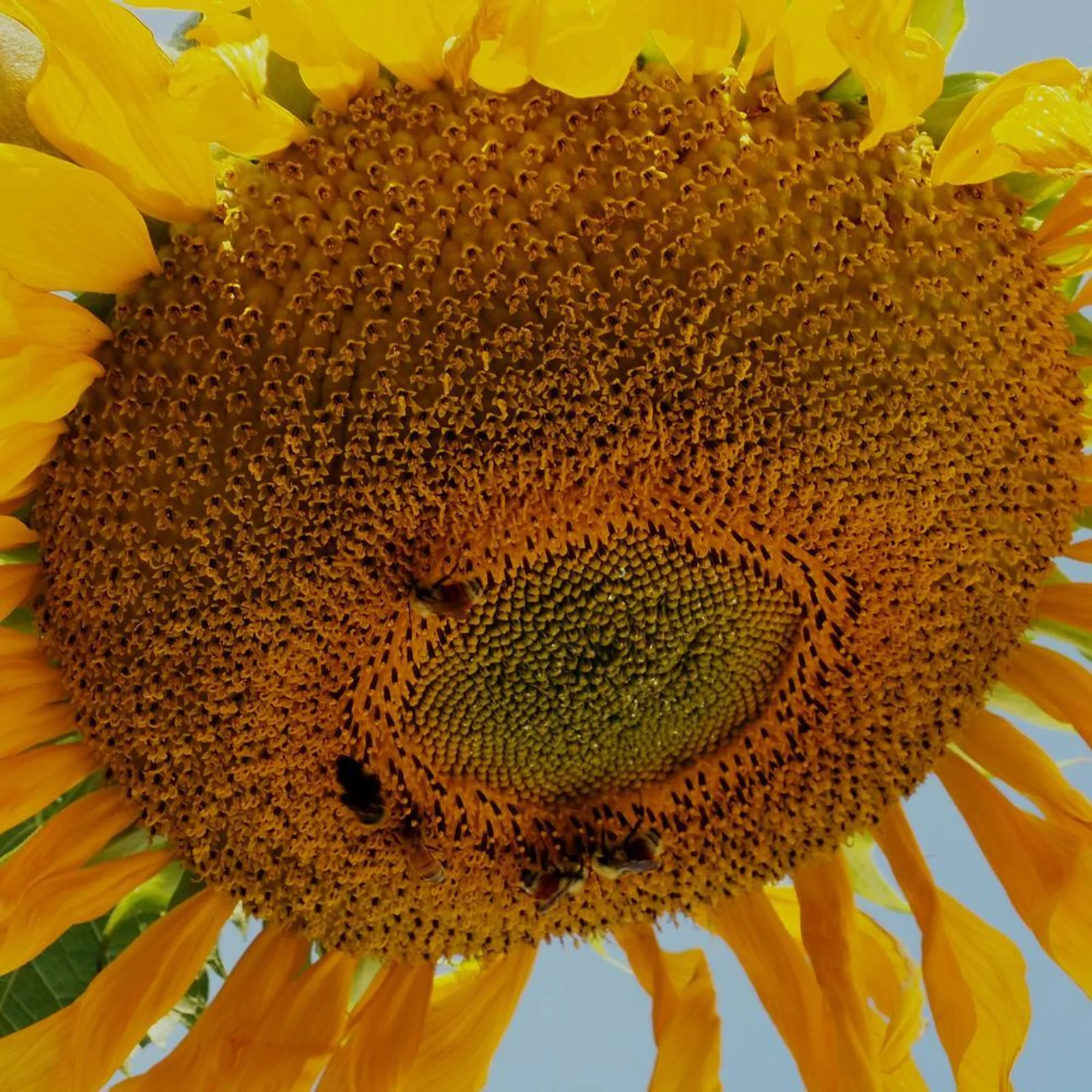 Mongolian Giant Sunflower