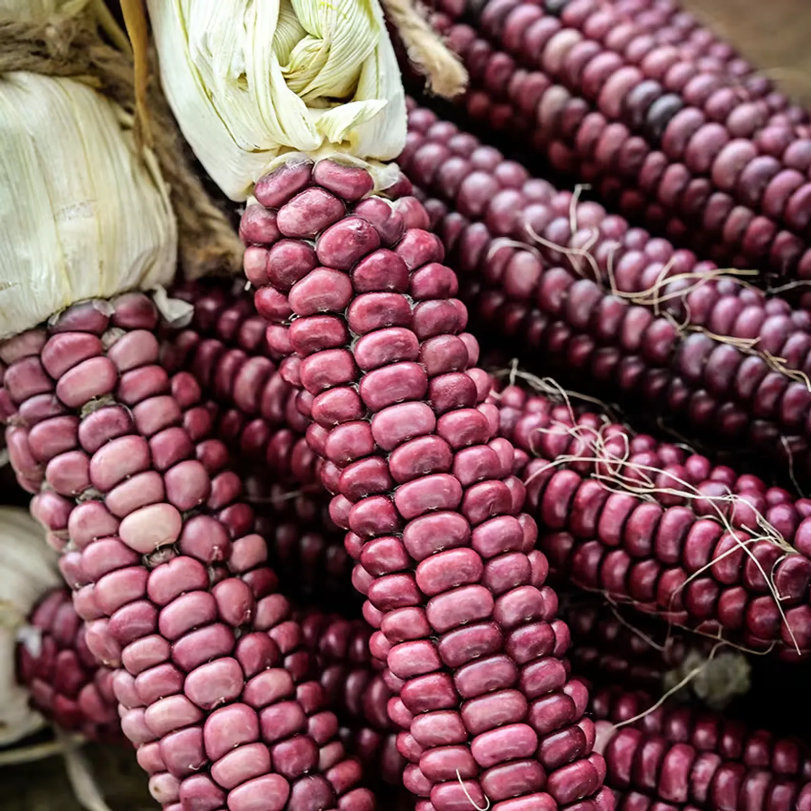 Montana Lavender Clay Corn