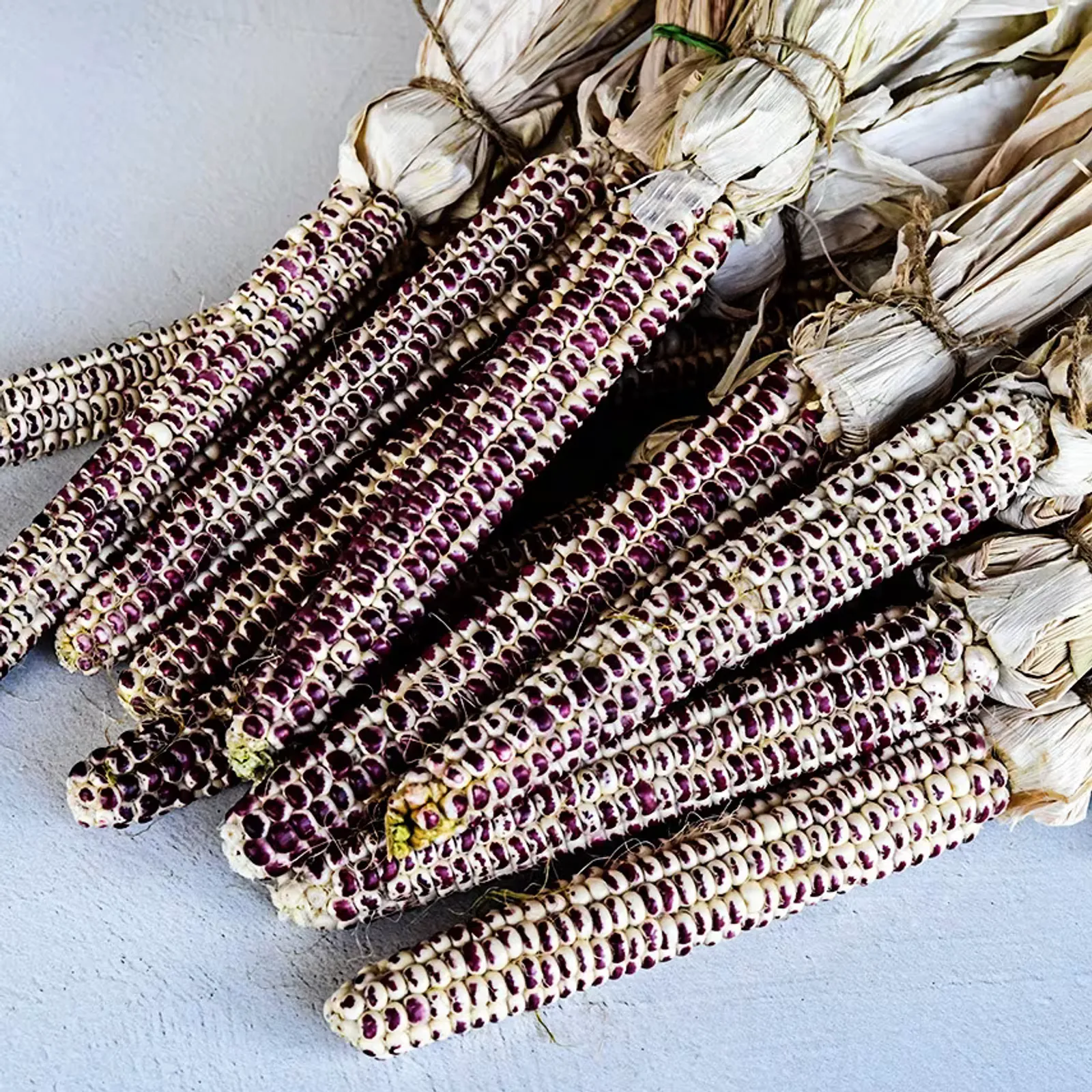 Montana Red Eagle Corn