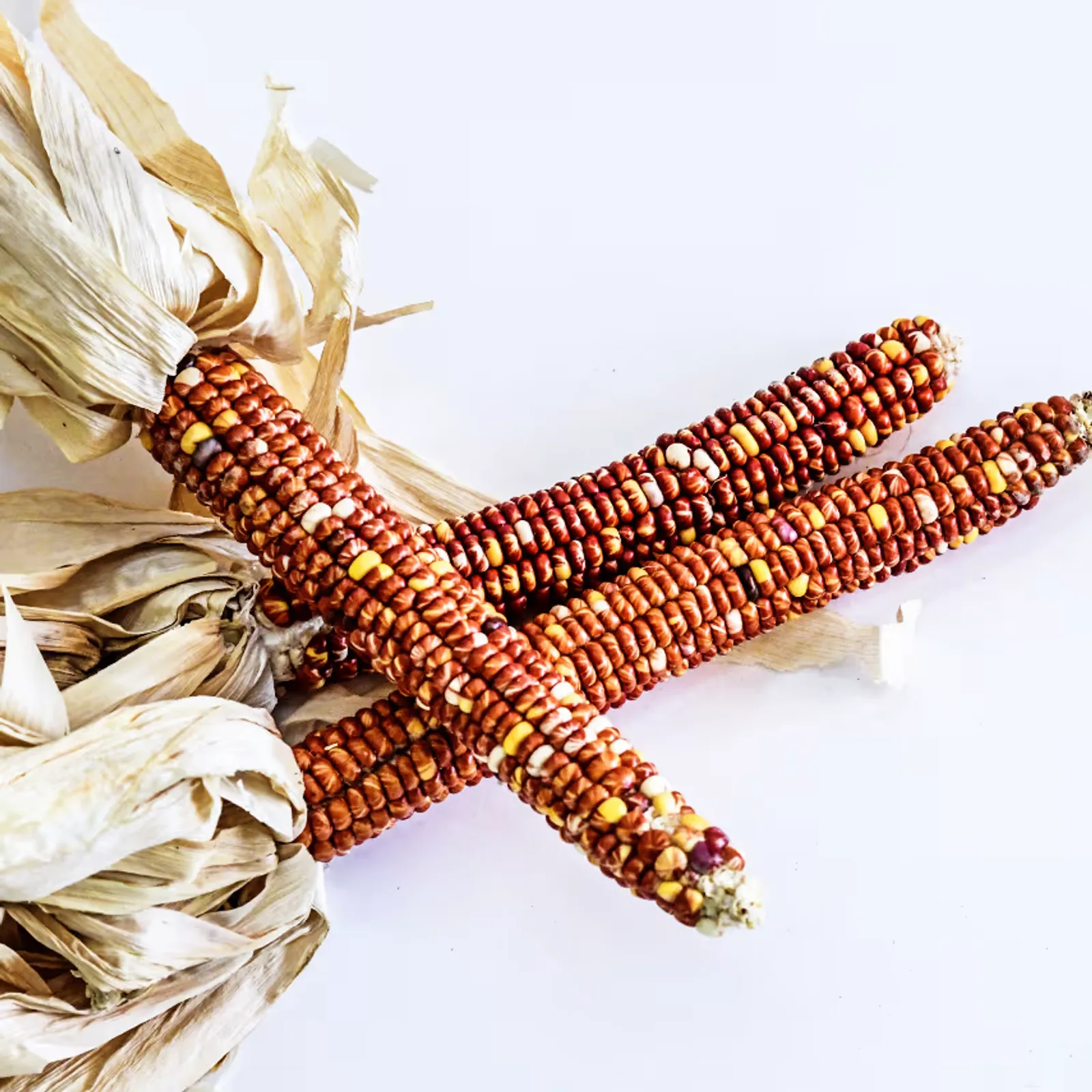 Montana Sunburst Corn