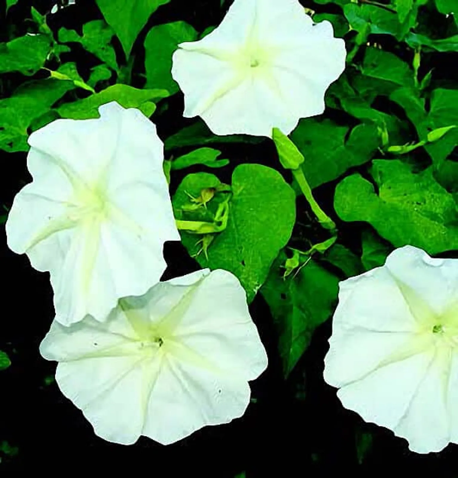 Moon Vine Alba Morning Glory
