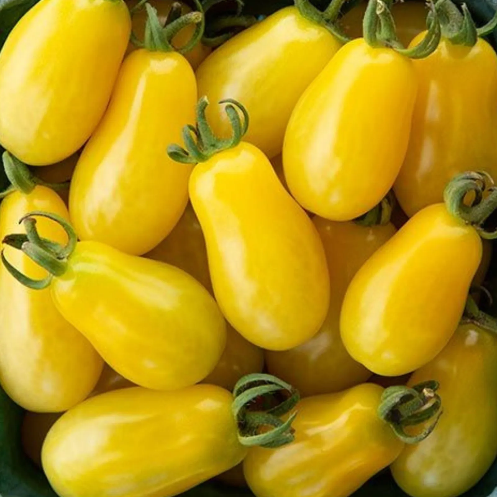Moonbeam Grape Tomatoes