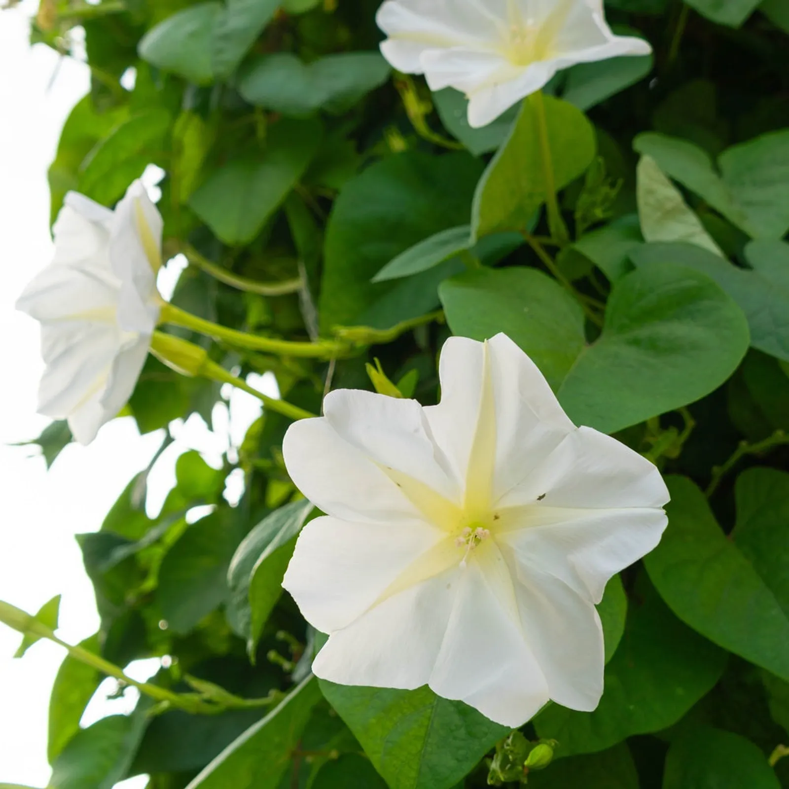 Moonflower Morning Glory